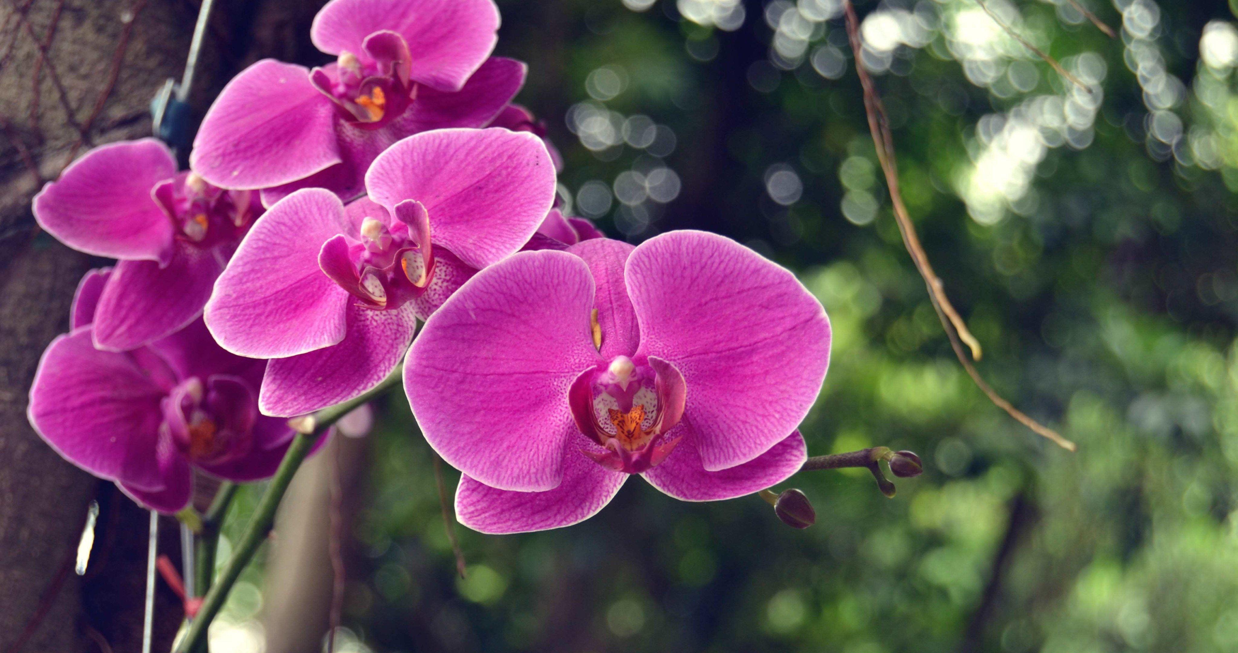 Orchid Flower 4K Wallpapers - Wallpaper Cave