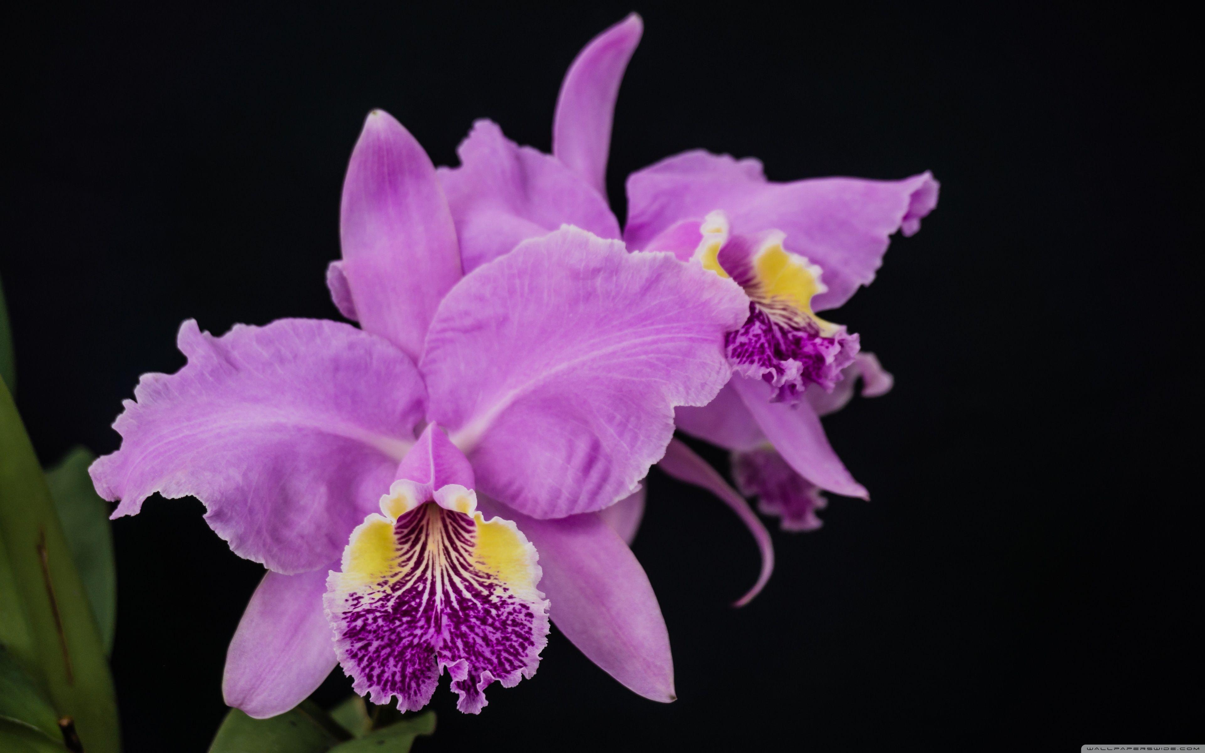 Cattleya Lueddemanniana Orchids Flowers ❤ 4K HD Desktop Wallpaper