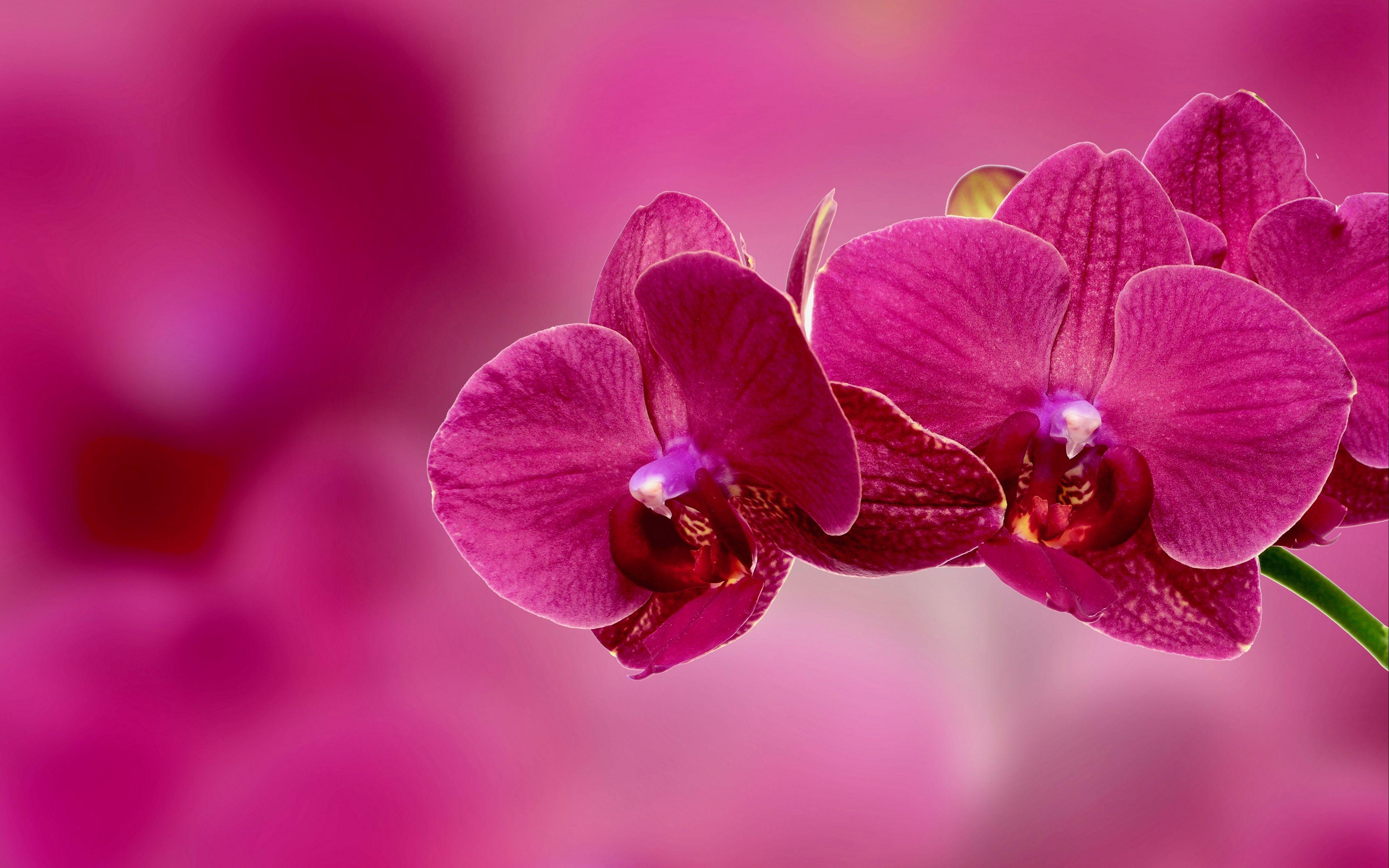 Download wallpaper 3840x2400 orchid, flower, petals, pink 4k ultra
