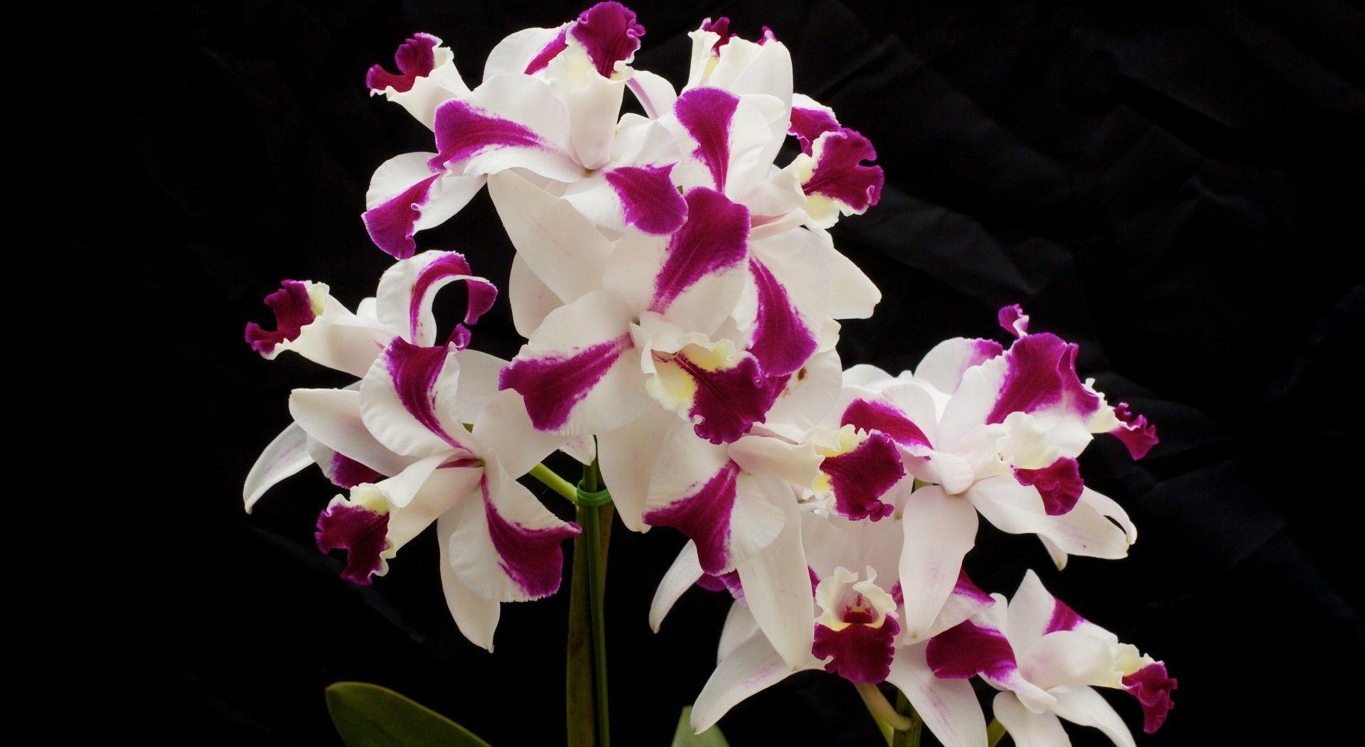 Flower Orchid Flowers White Purple Lovely Background HD Wallpaper