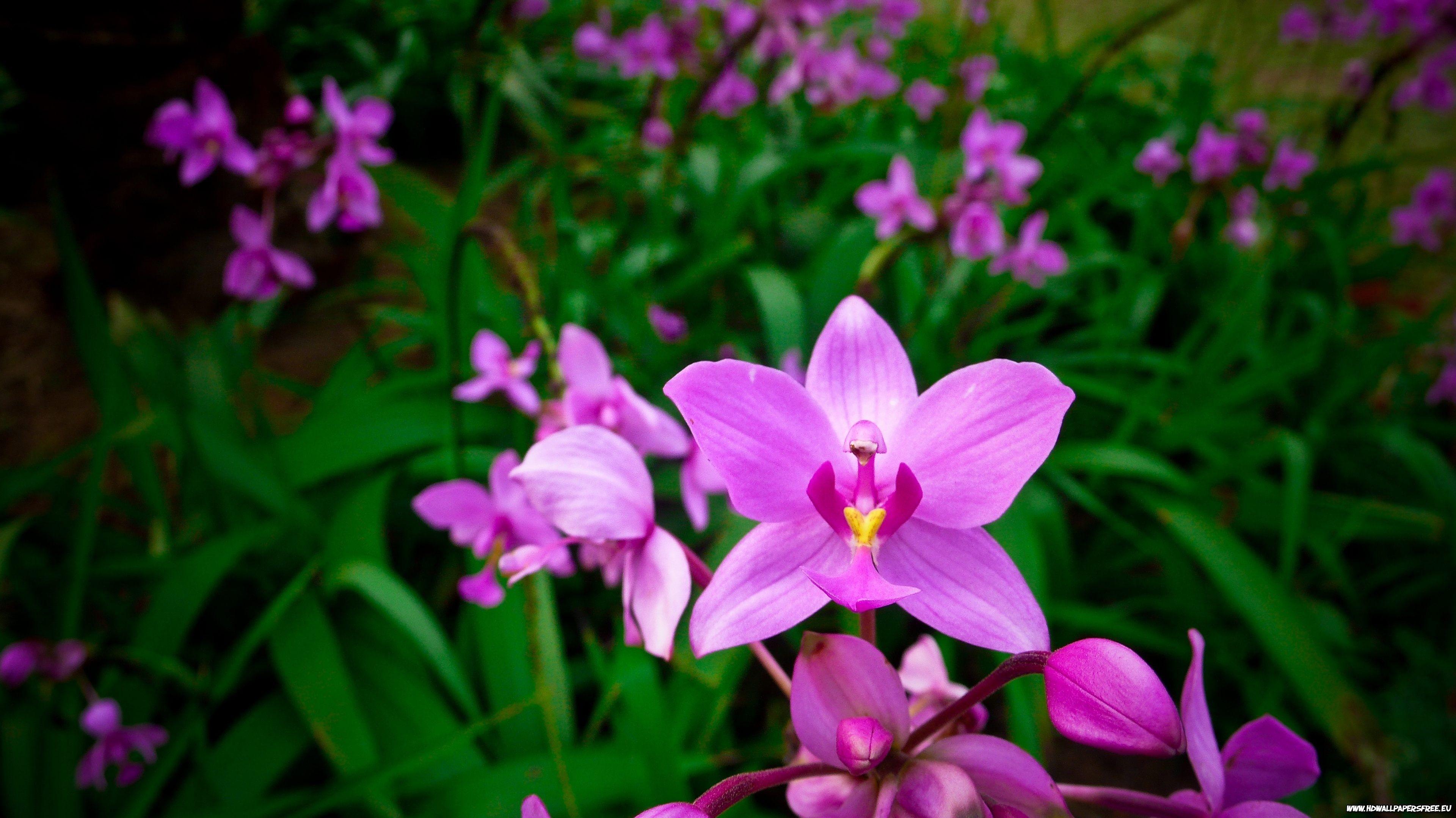 pink flowers ultra HD 4k ultra HD wallpaper. Orchid wallpaper