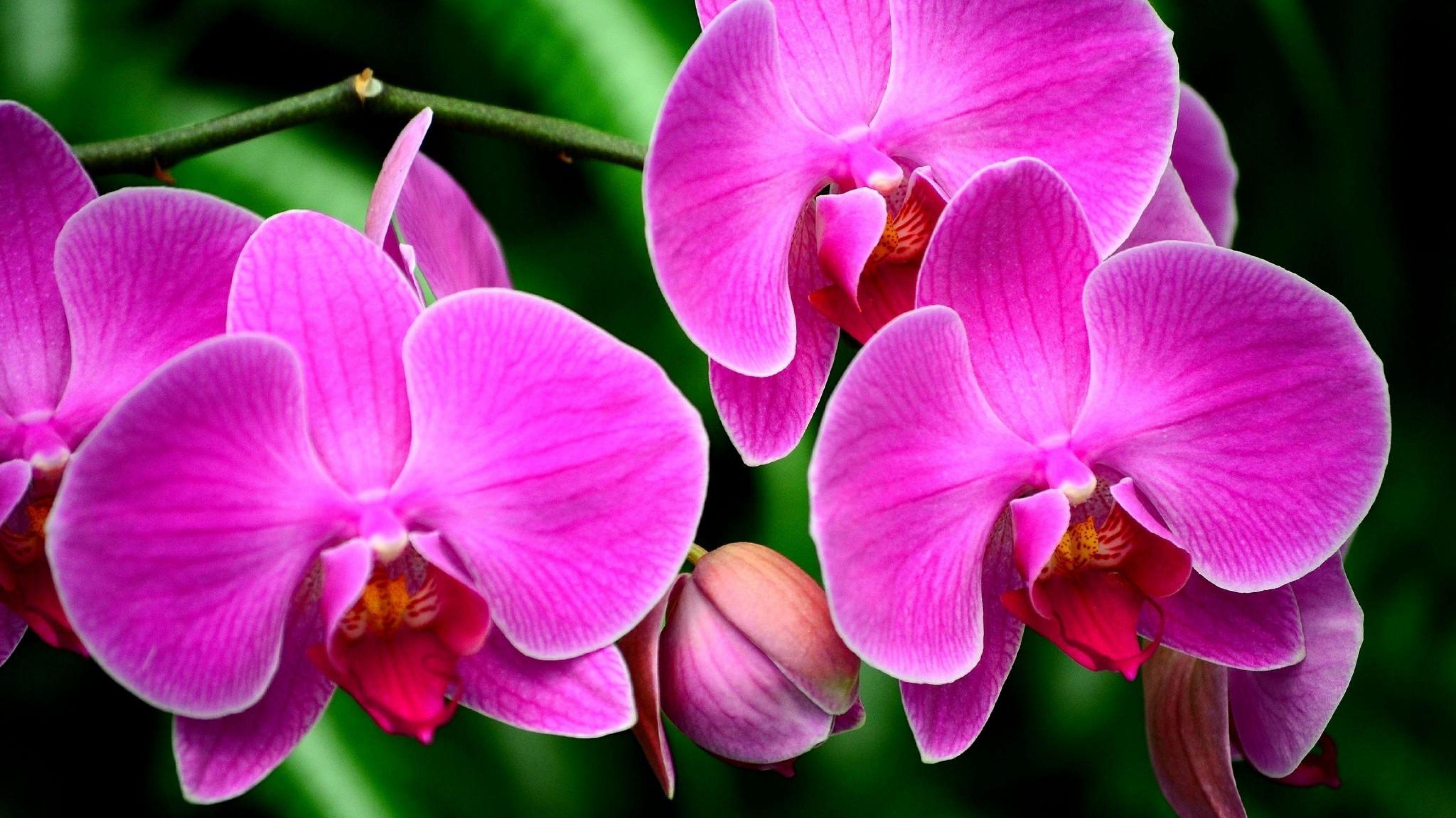 Ultra HD Wallpaper, flower 4K. Wallpaper 3840x2160 Orchid, Flower