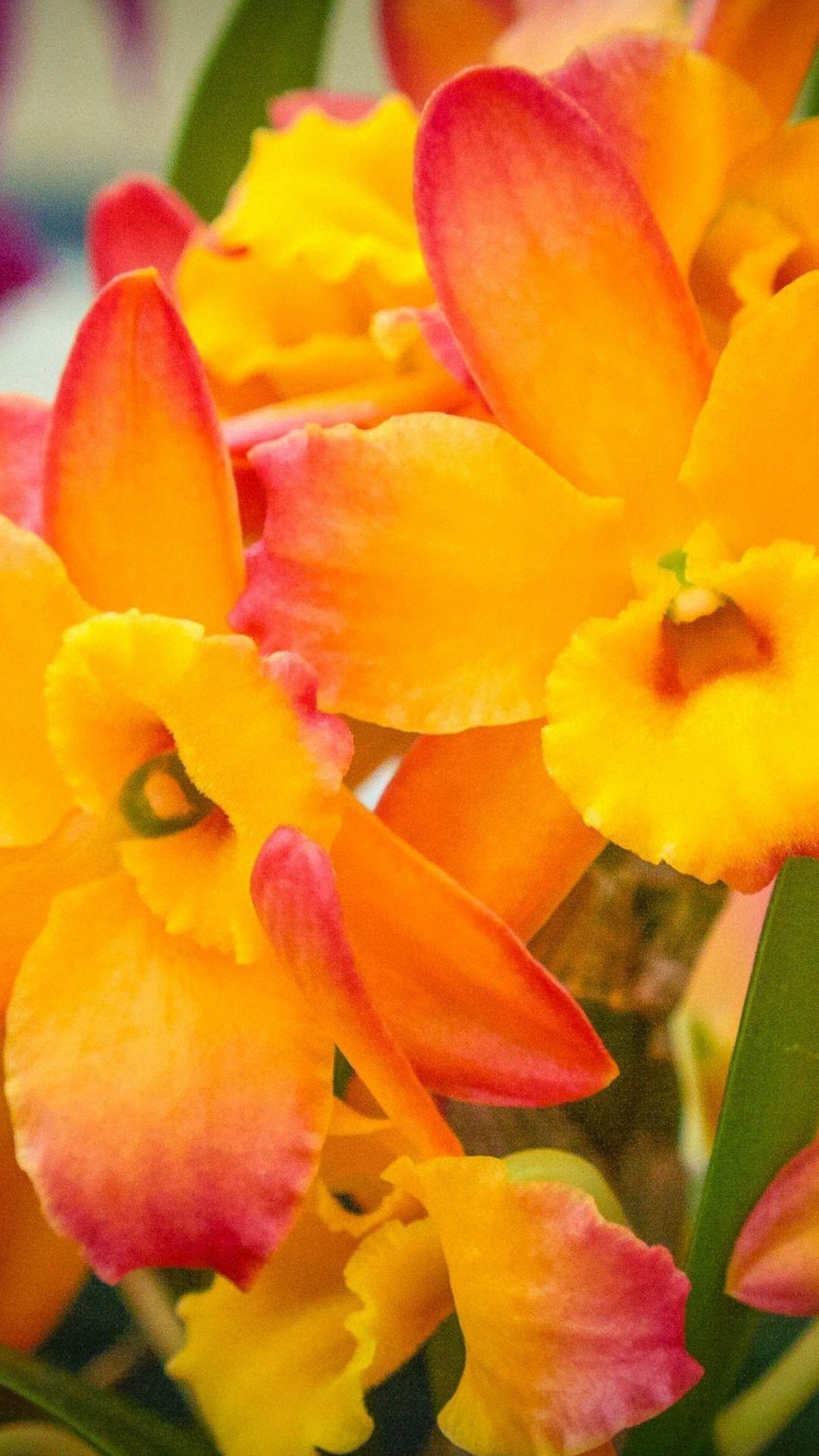 Yellow Flowers iPhone Wallpaper Picture