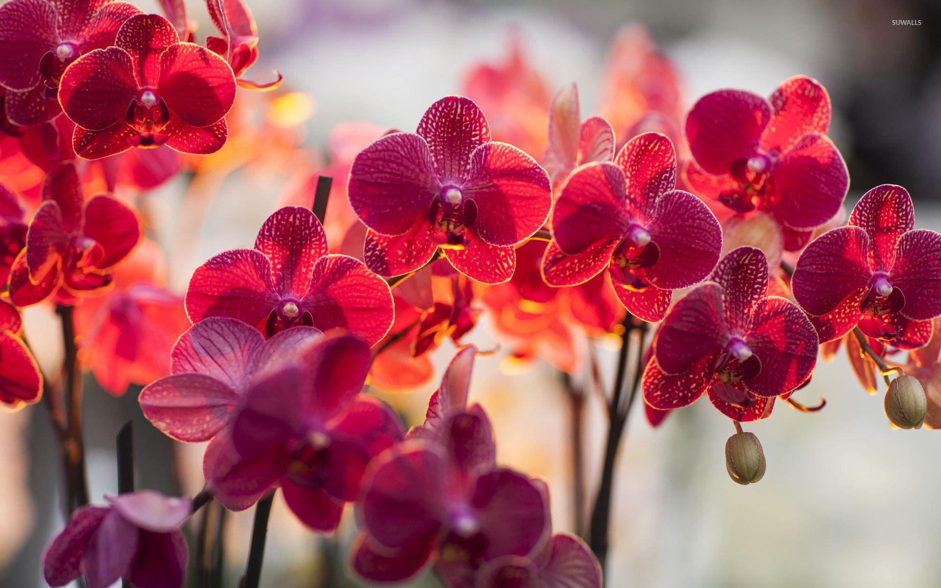 YZP2828: Orchids Background In High Quality, BsnSCB Graphics