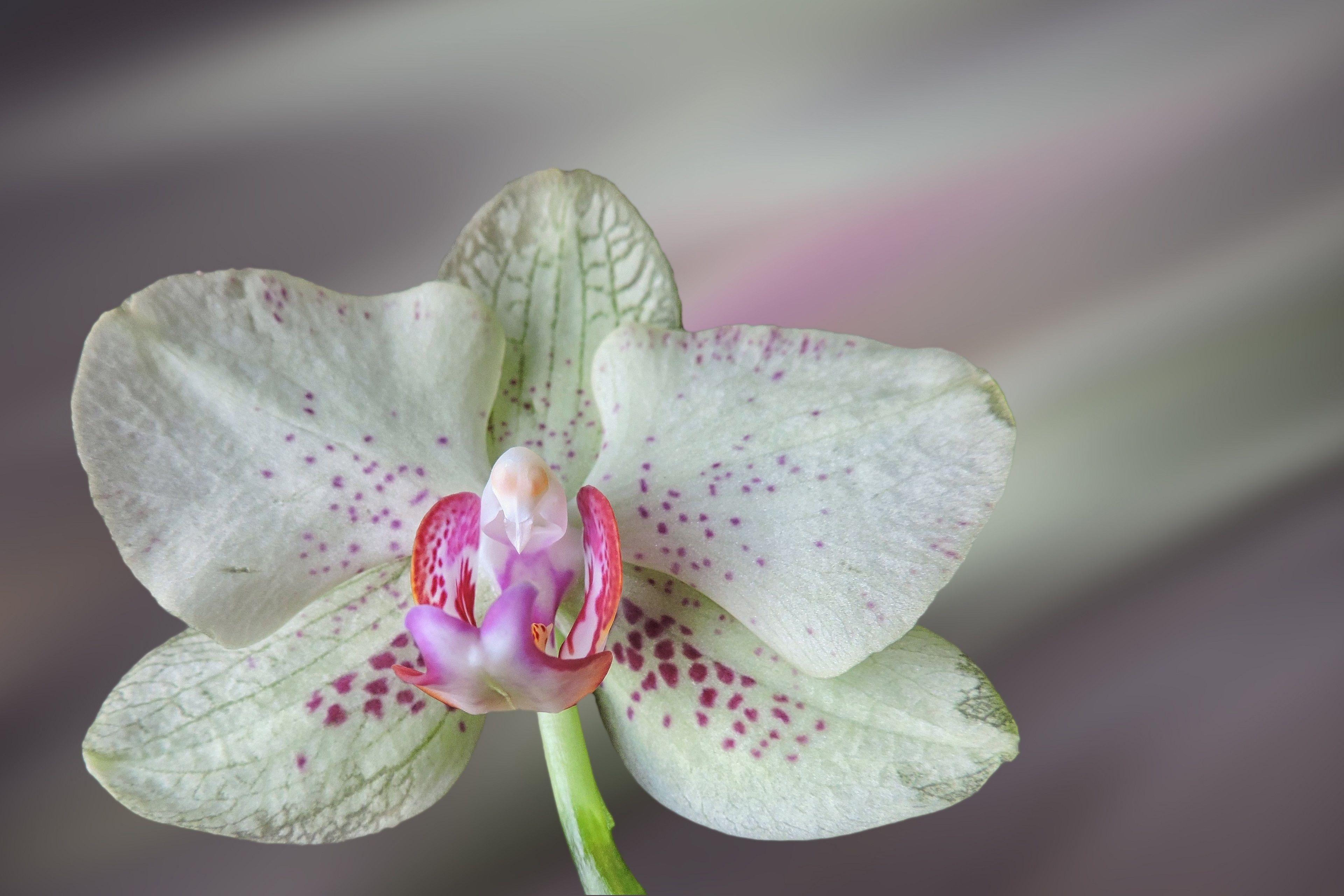 White Orchid Wallpaper 4K Background. HD Wallpaper Background