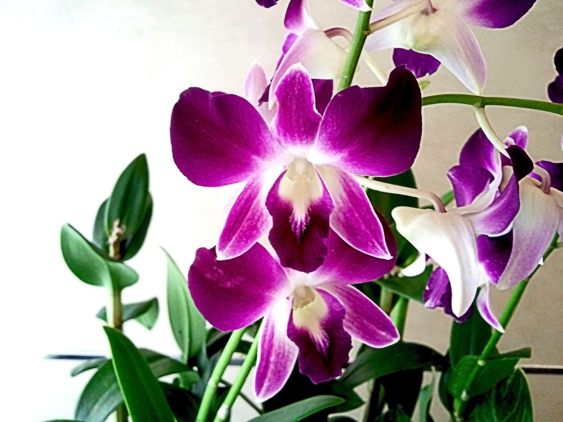 Orchid Flower 1 Free Domain Picture