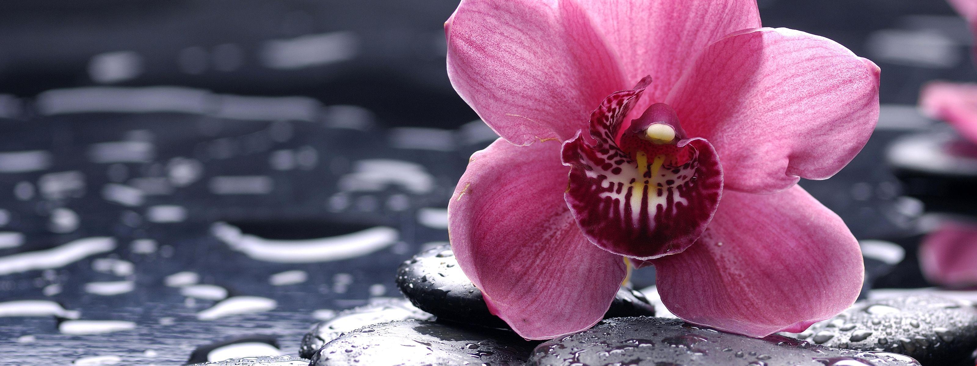 Orchid, 5k, 4k wallpaper, 8k, HD, flowers, drops, pink. HD