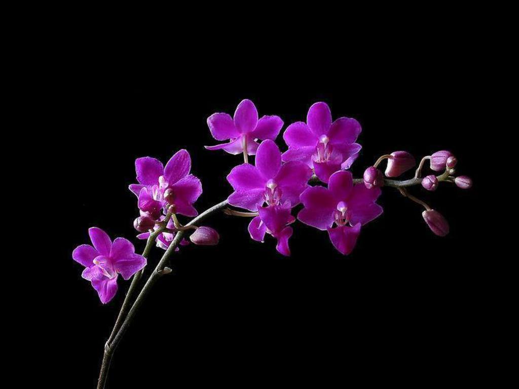 habrumalas: Orchids Wallpaper Black And White Image
