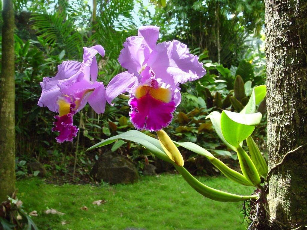 Flower: Orchid Plants Tree Bush Garden Flower HD 4k for HD 16:9 High