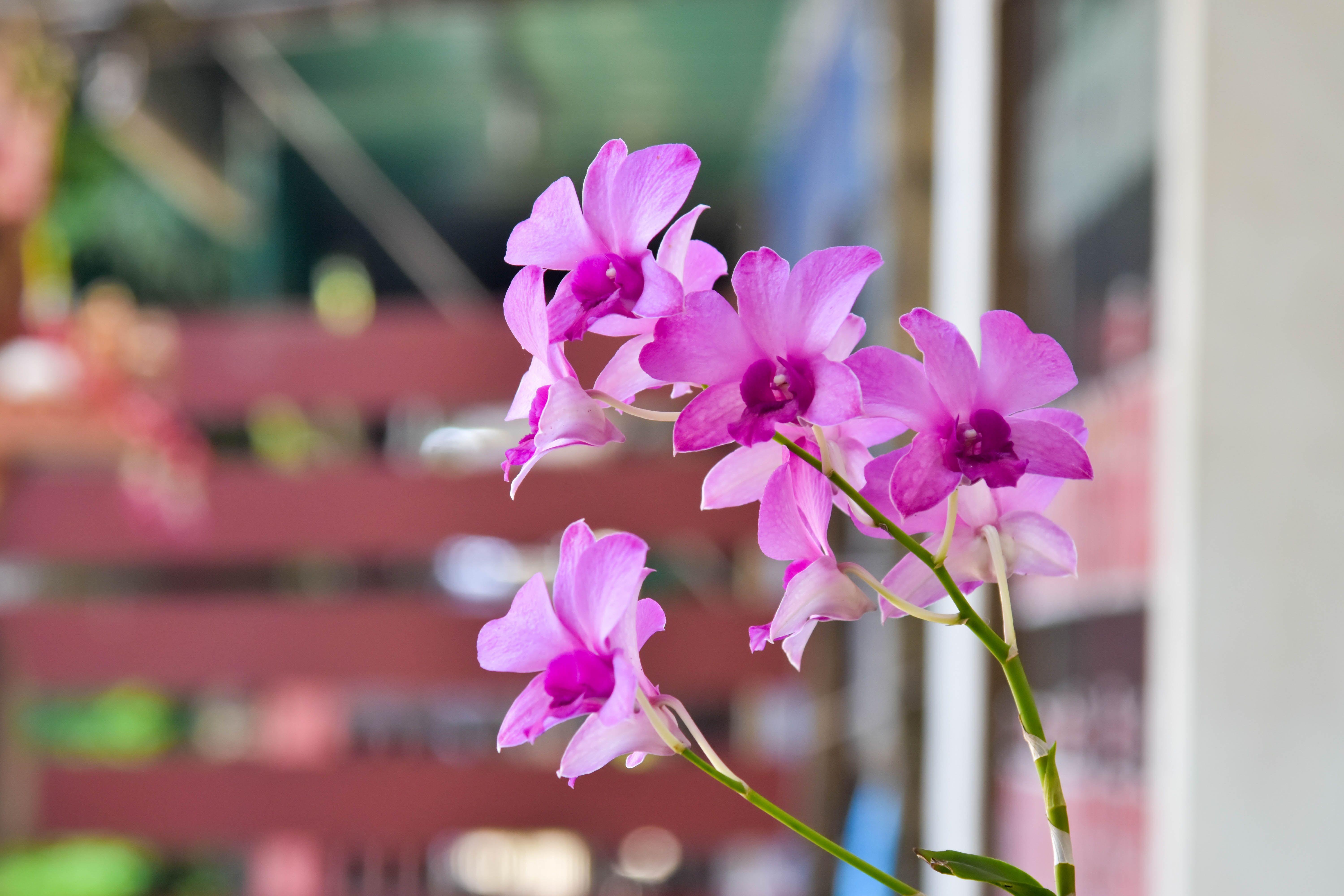 4k pink orchid (12) Flowers Wallpaper