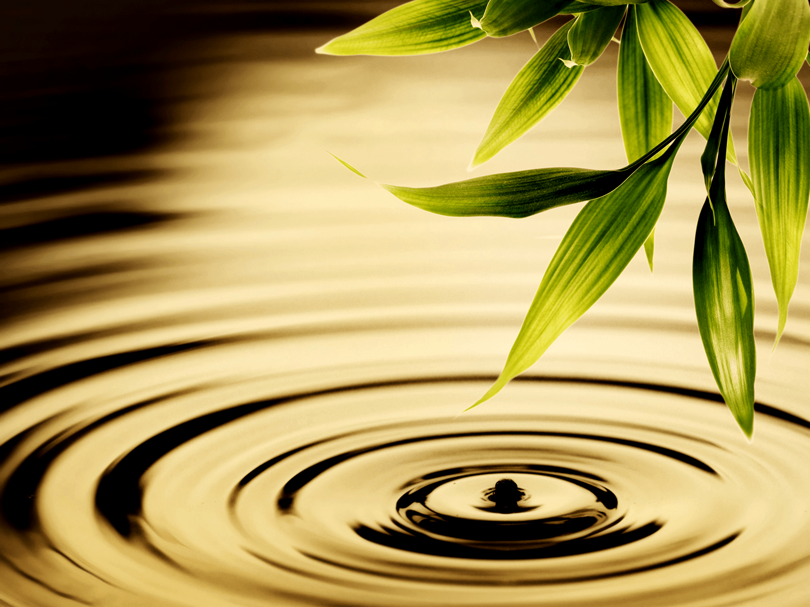 Green Stem and Water Ripple wallpaper, Conservative Tea Nuts Get