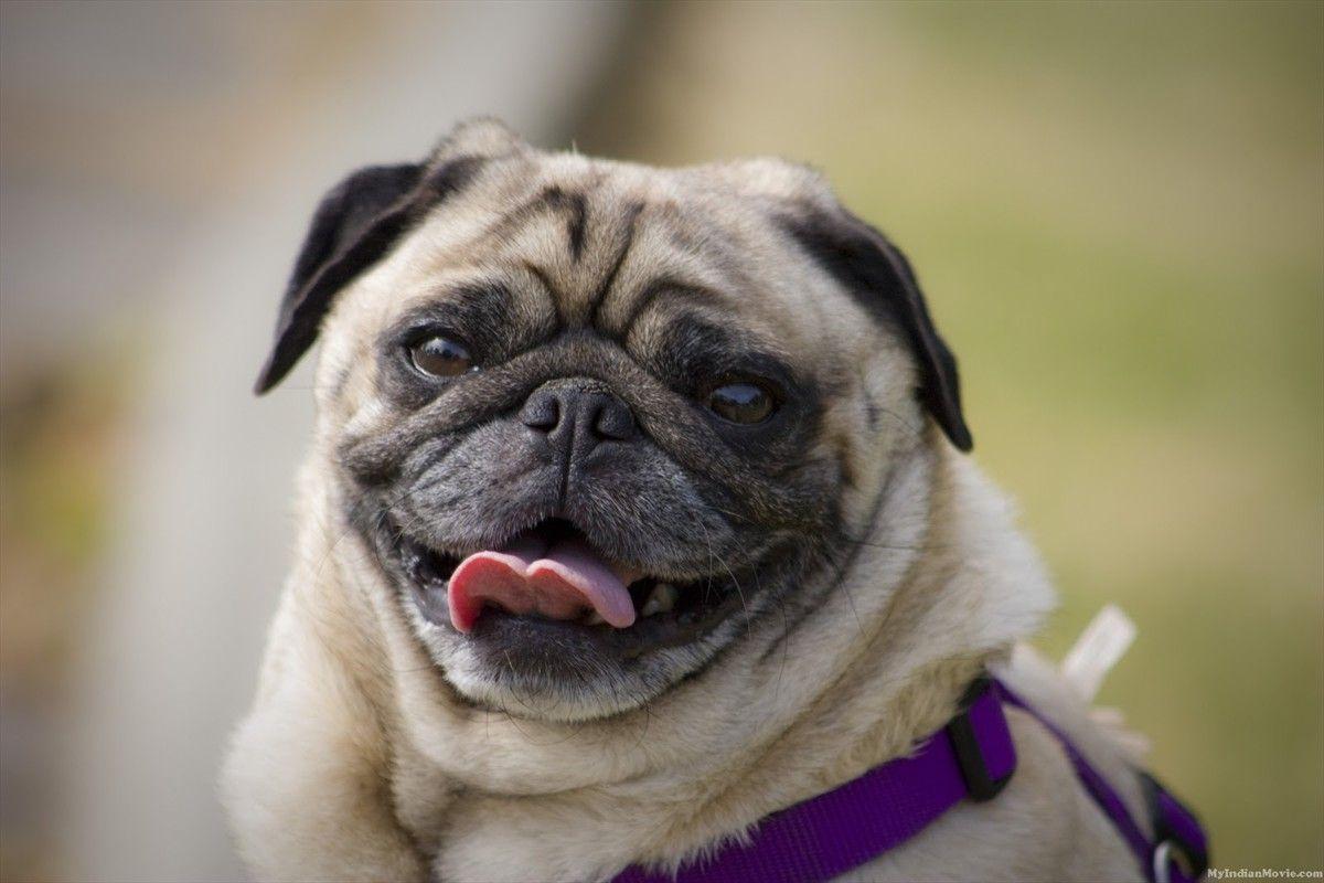 Cute Pug In Costum HD Wallpaper, Background Image