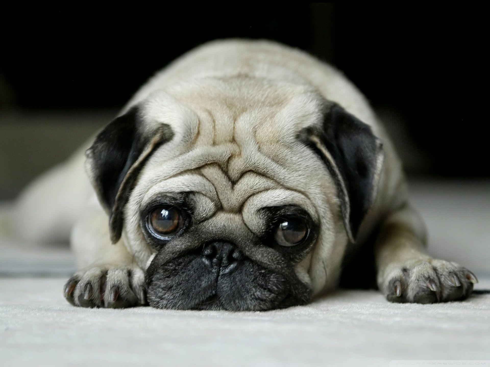 vodafone dog wallpaper, dog wallpaper