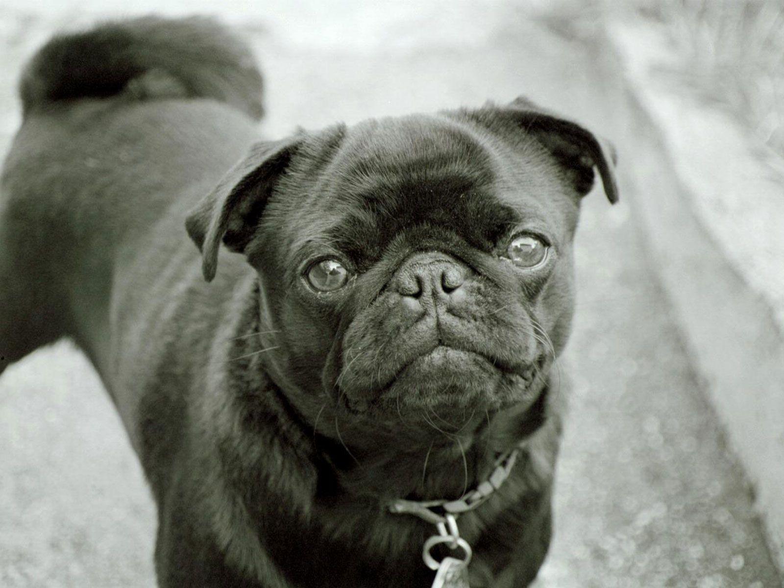 Free Pug Wallpaper Dogs 12 Wide Wallpaper