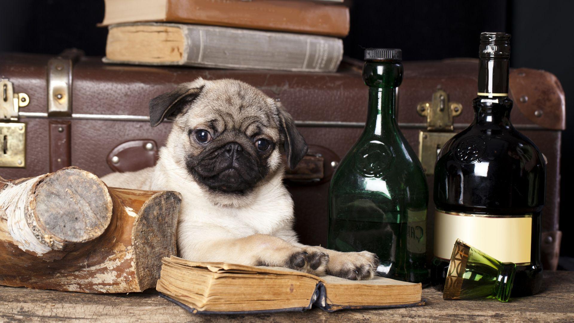 Full HD Wallpaper pug gentleman book bottle dog, Desktop Background