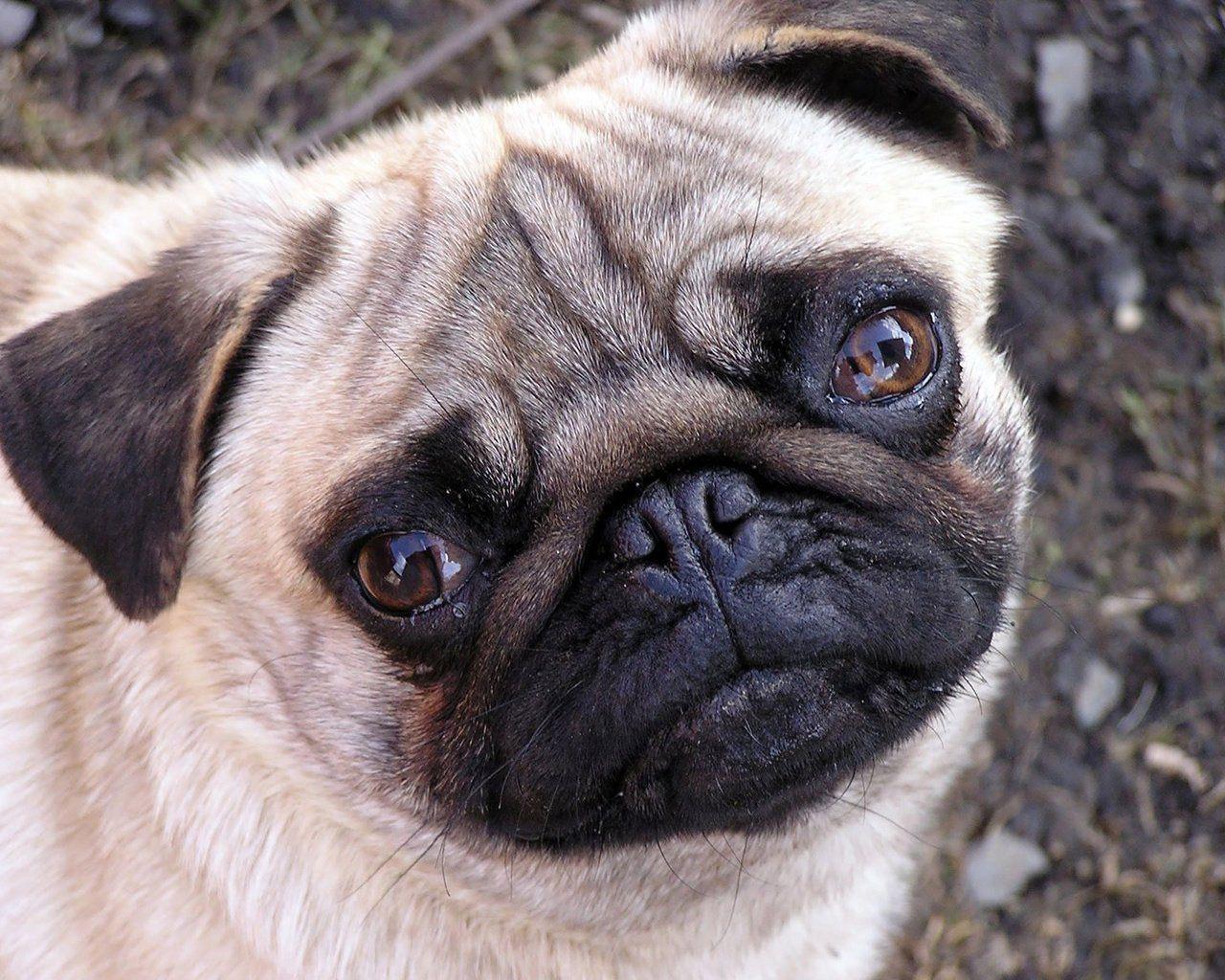 Pug Puppies For Free 42 Background