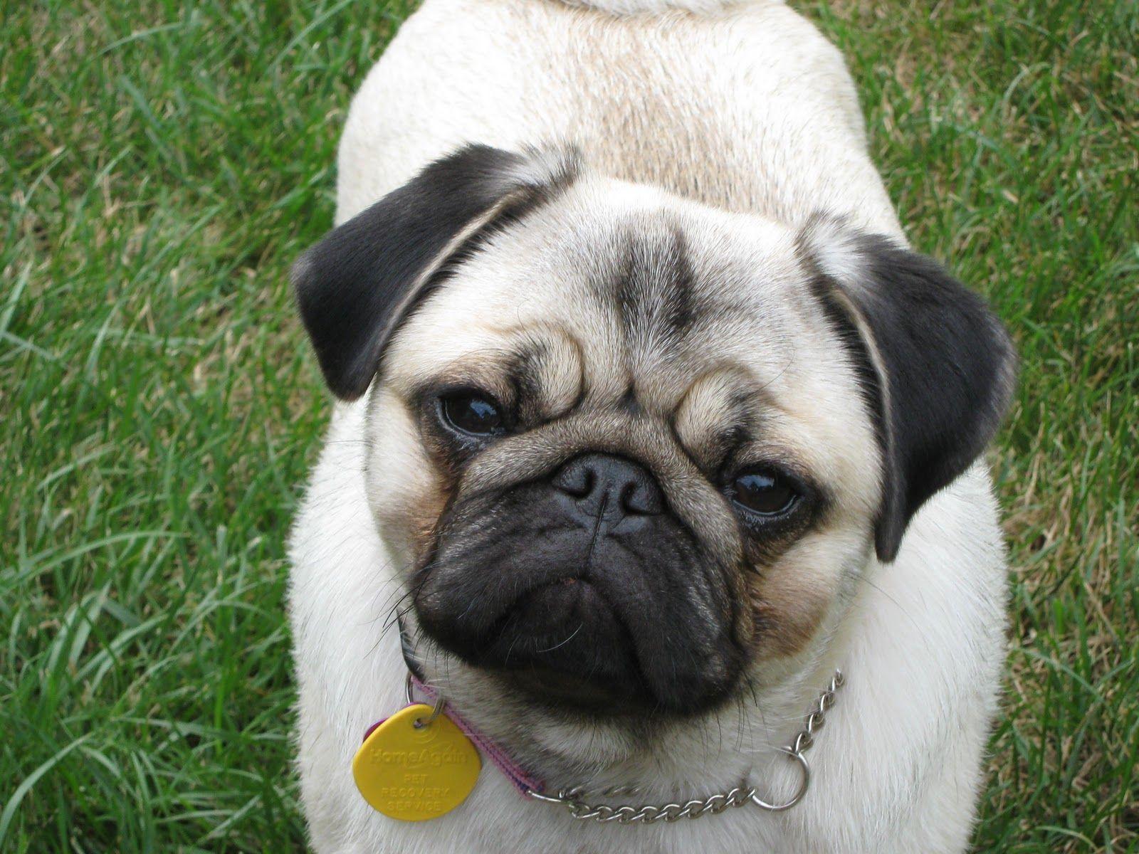 Pug Dog. HD Wallpaper (High Definition)