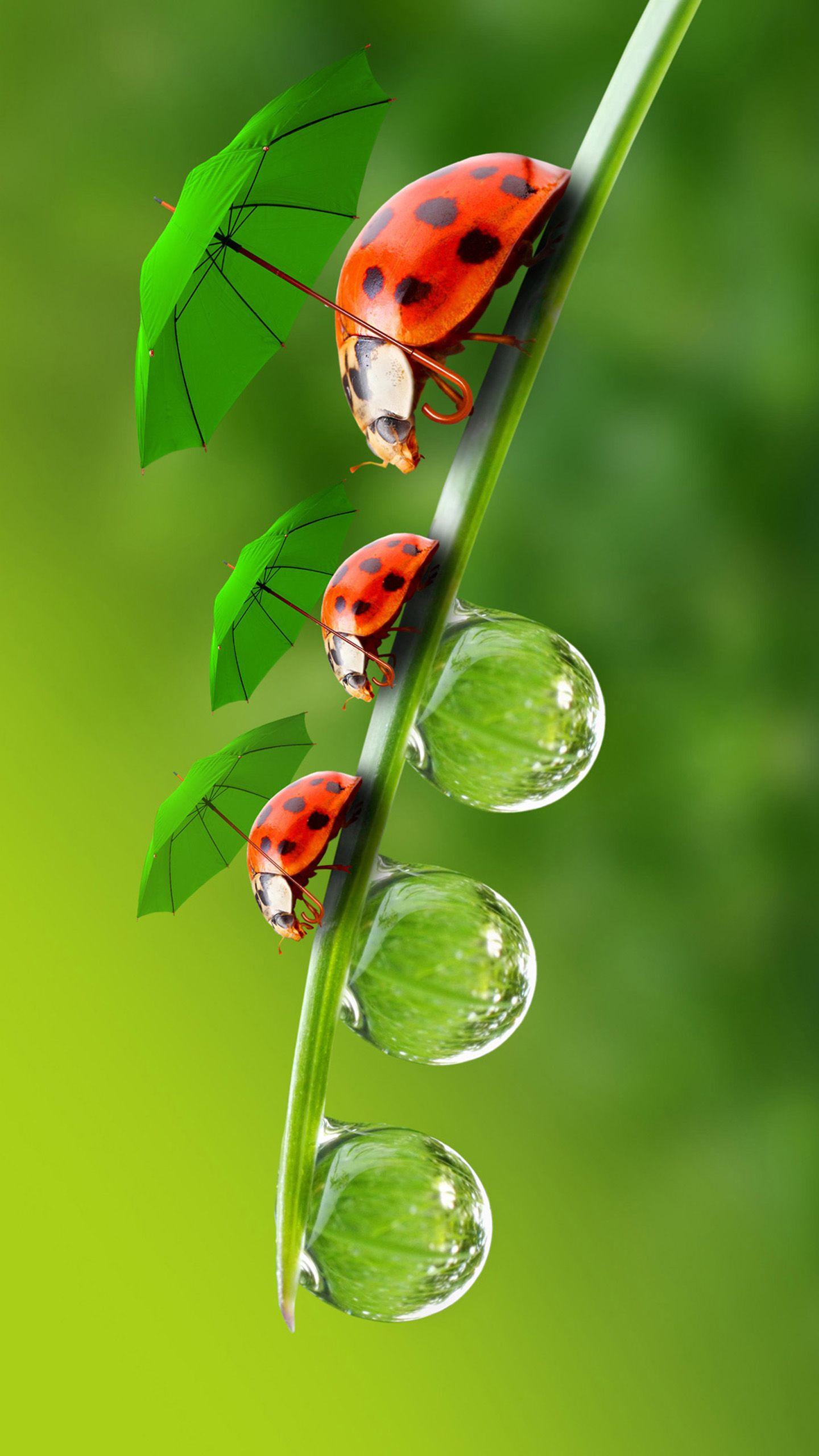 Ladybug Wallpaper, Widescreen Wallpaper Of Ladybug, WP KB 383 W.Web
