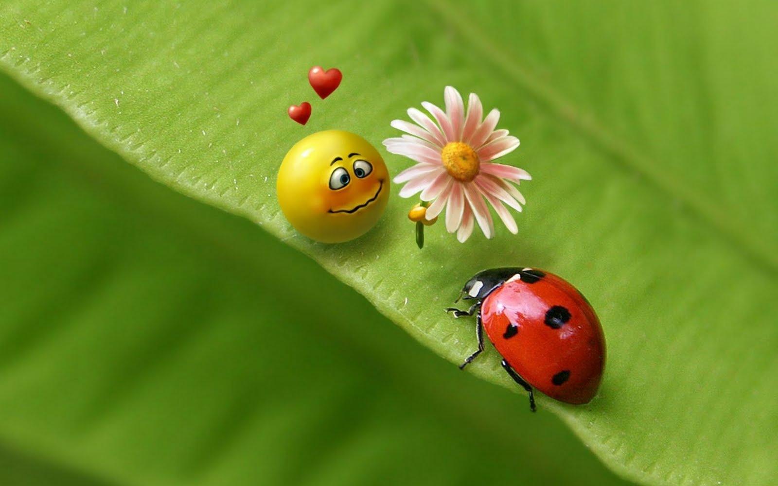 topnewallwallpaper: HD Ladybug Wallpaper