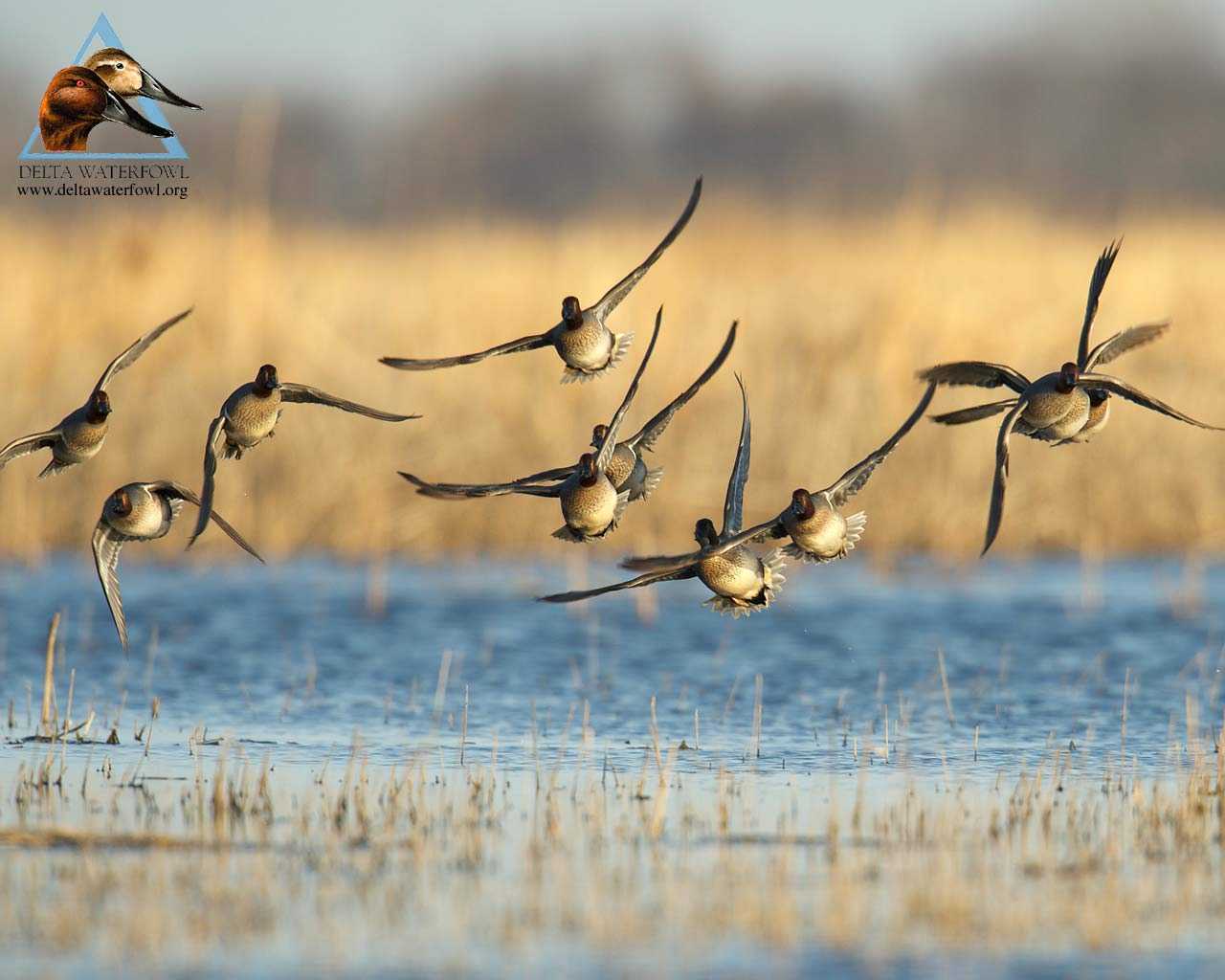 Full HD For Duck Hunting Background Wallpaper Pics Pc Waraqh
