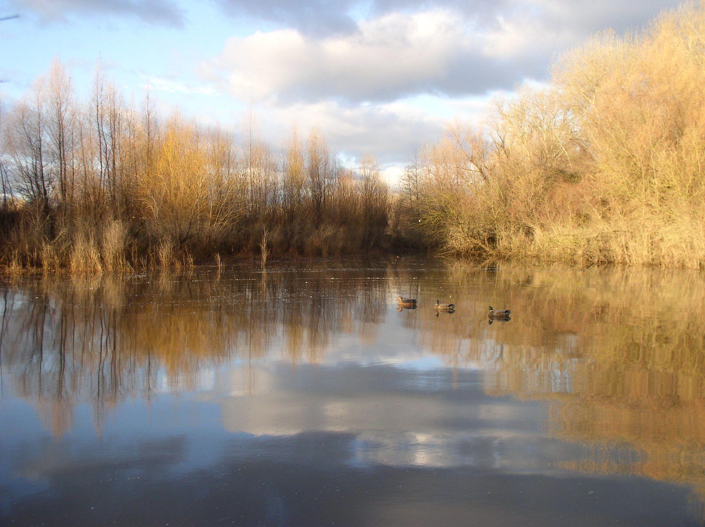 Duck Hunting HD Wallpaper