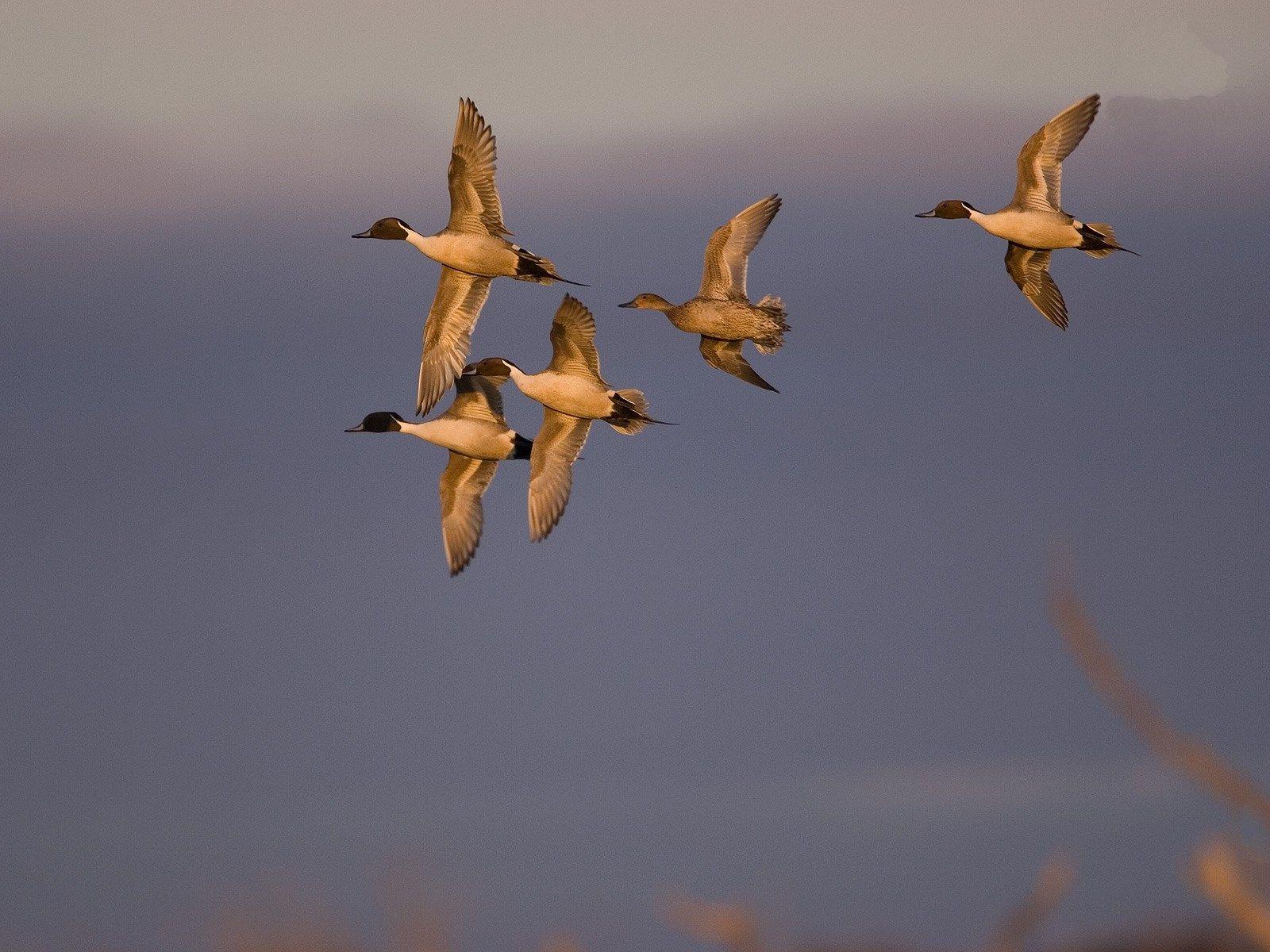 duck hunting HD wallpaper