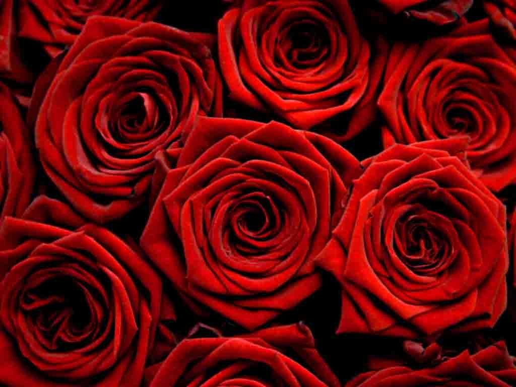 Red Roses HD Wallpaper Free Download. HD Free Wallpaper Download. Red roses wallpaper, Beautiful red roses, Red roses