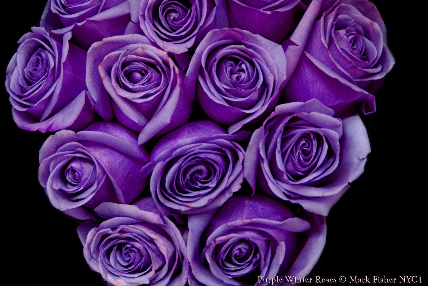Purple Winter Roses Flowers Design Wallpaper. Purple Background