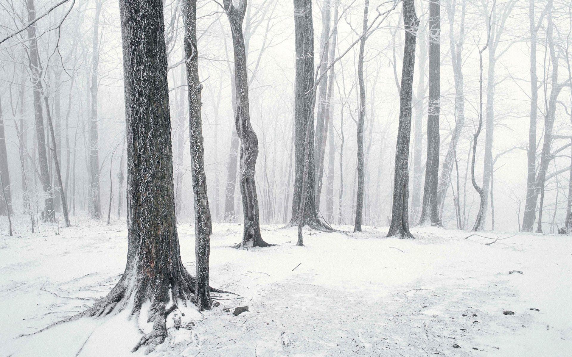 Winter_Lonely_winter_forest_053881_ (1920×1200). Melancholic