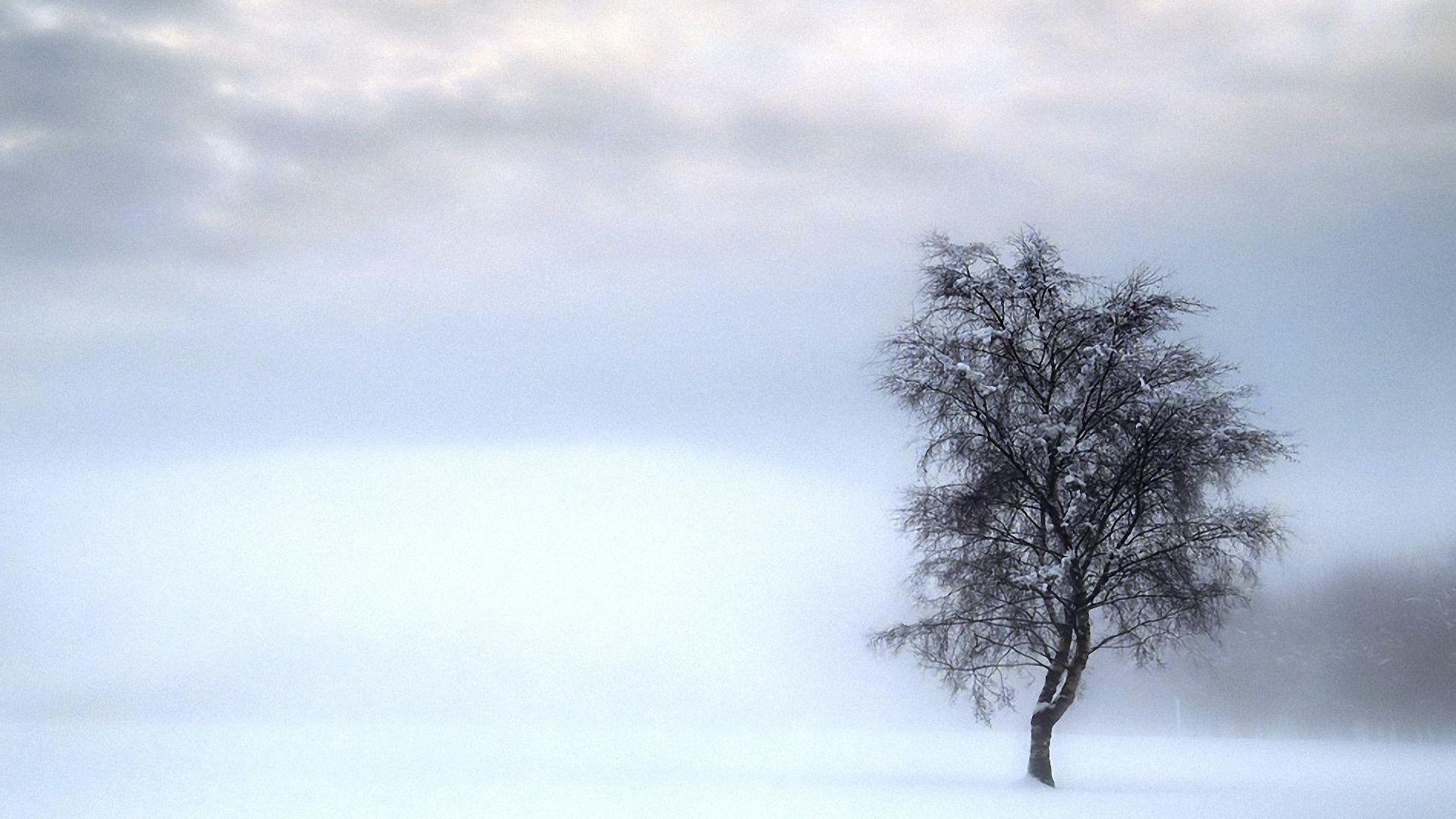 Download Wallpaper 1920x1080 tree, lonely, winter, gloomy, snow Full