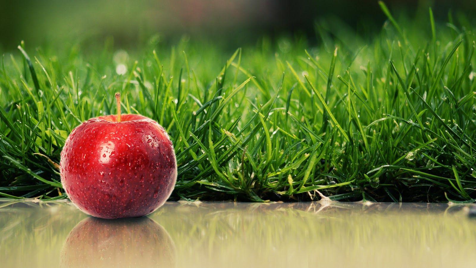 Desktop red apple fruits tree HD wallpaper download