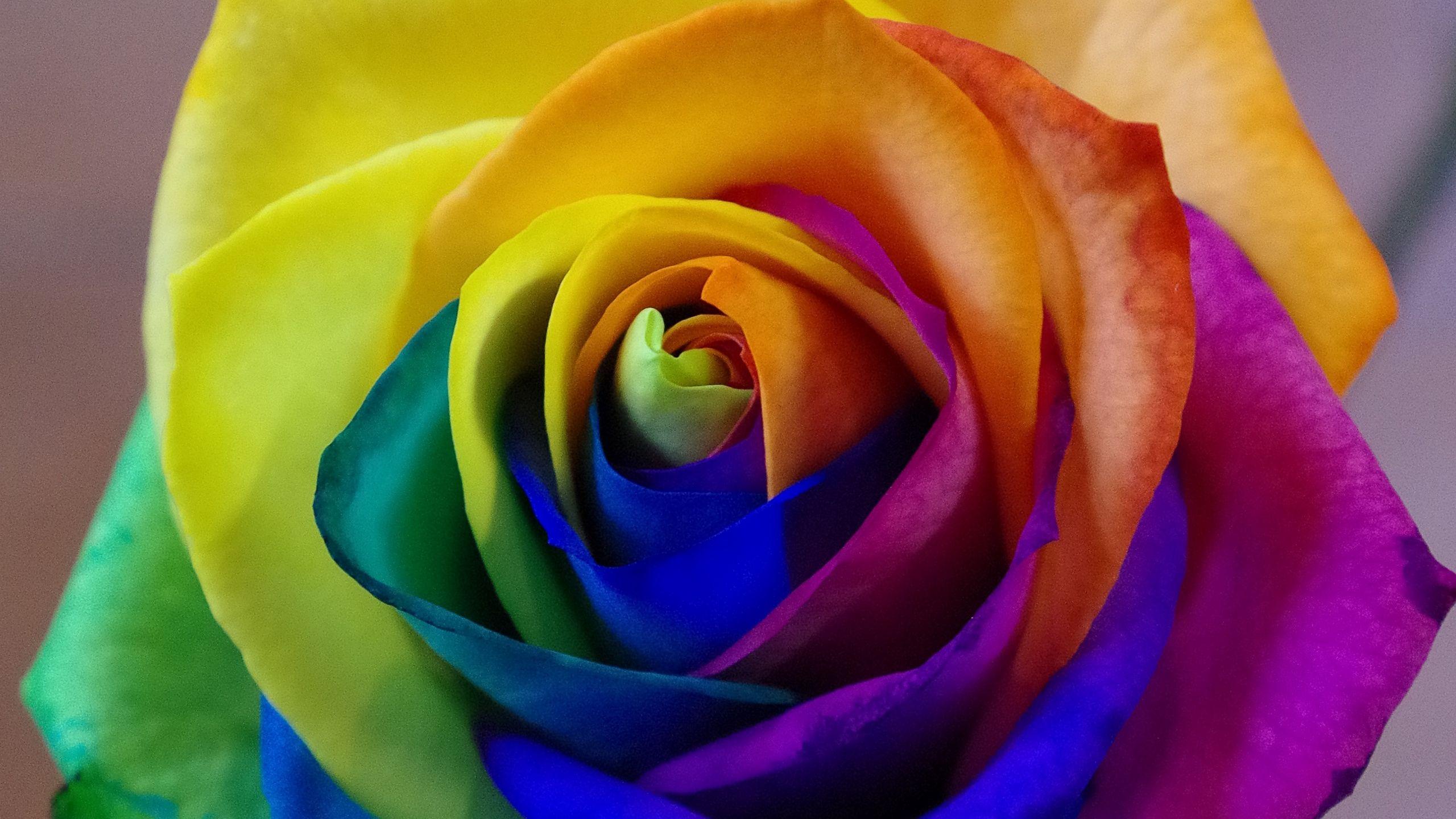 Download wallpaper 2560x1440 rose, rainbow, bud, colorful widescreen