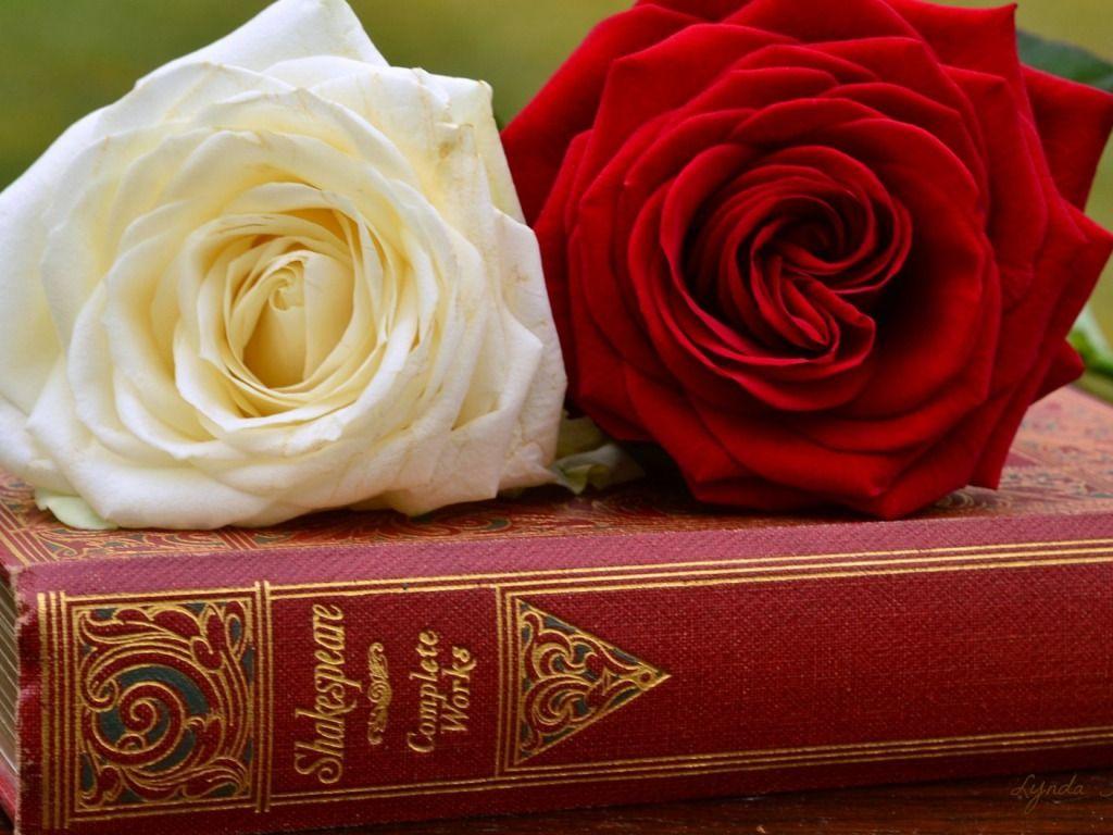 Red & White Rose image. Beautiful image HD Picture & Desktop