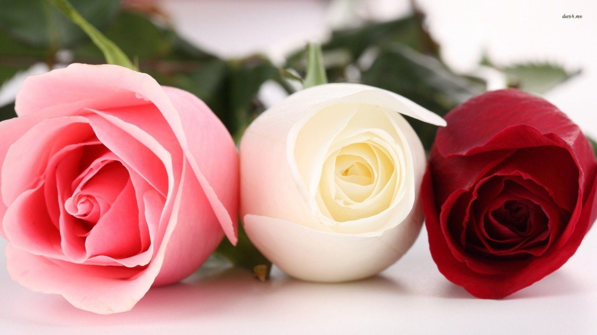 Pink, white and red roses wallpaper wallpaper
