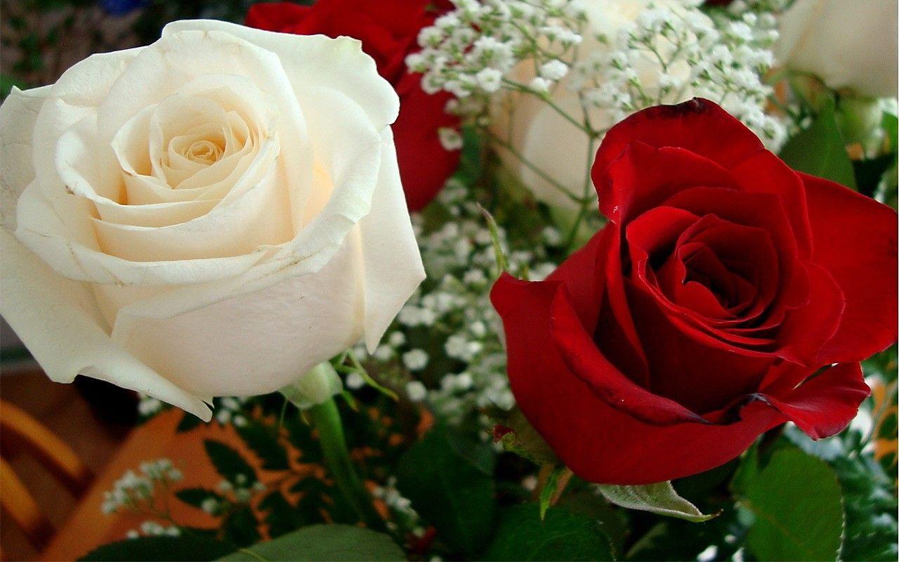 Wallpapers Of Red White Roses - Wallpaper Cave