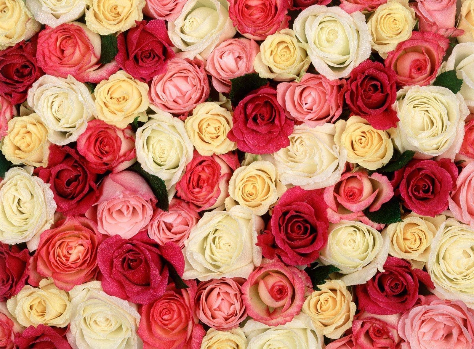 Flowers: Flowers Flower Fragrant White Roses Red Pink Yellow Rose