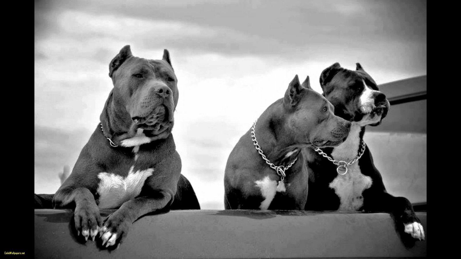 Pitbull Wallpaper X Px Hdwallsource Awesome Pitbull Wallpaper