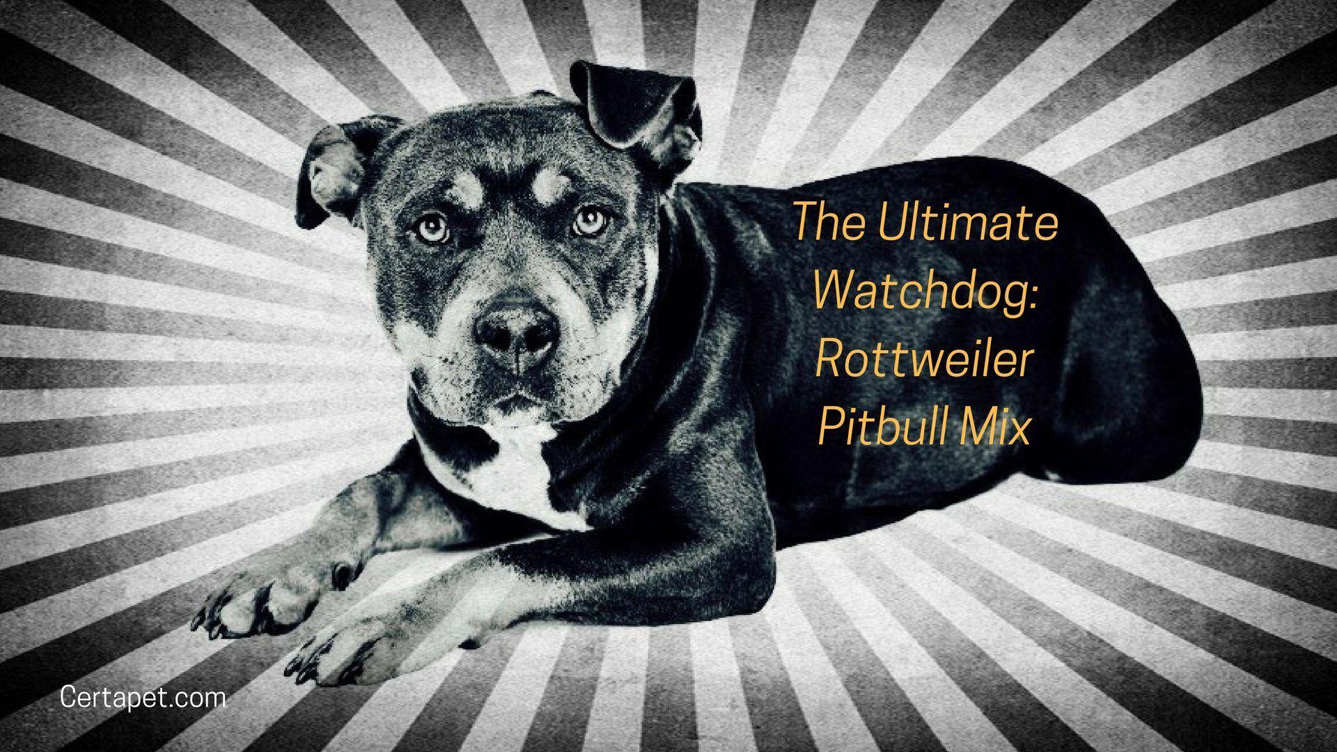 Rottweiler Pitbull Mix: The Ultimate Watchdog