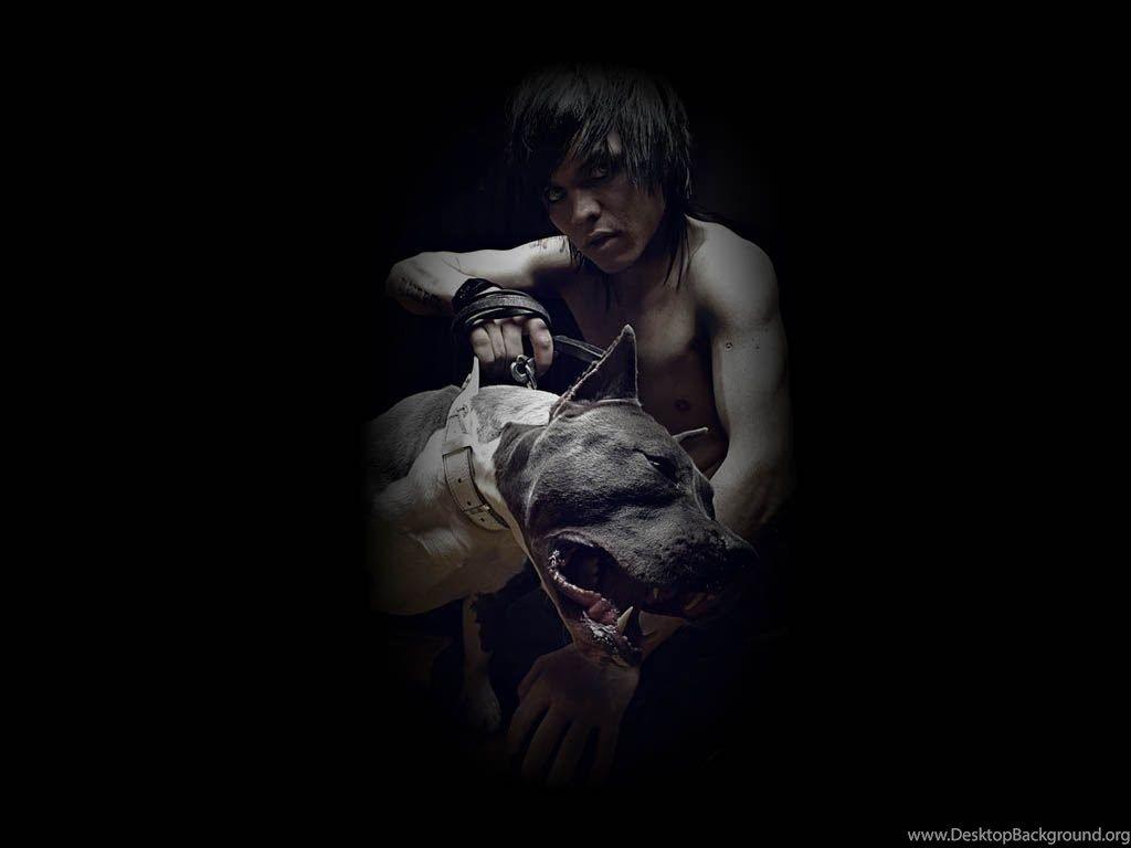 Wallpaper Pitbull Wallpaper