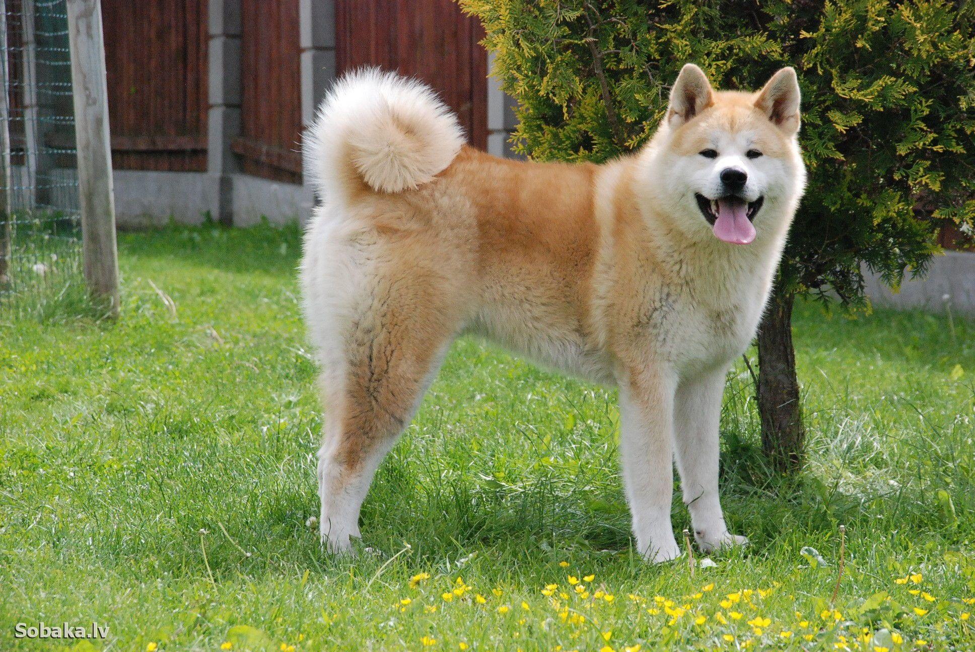 Awesome Akita Inu Wallpaper. Akita Inu Wallpaper