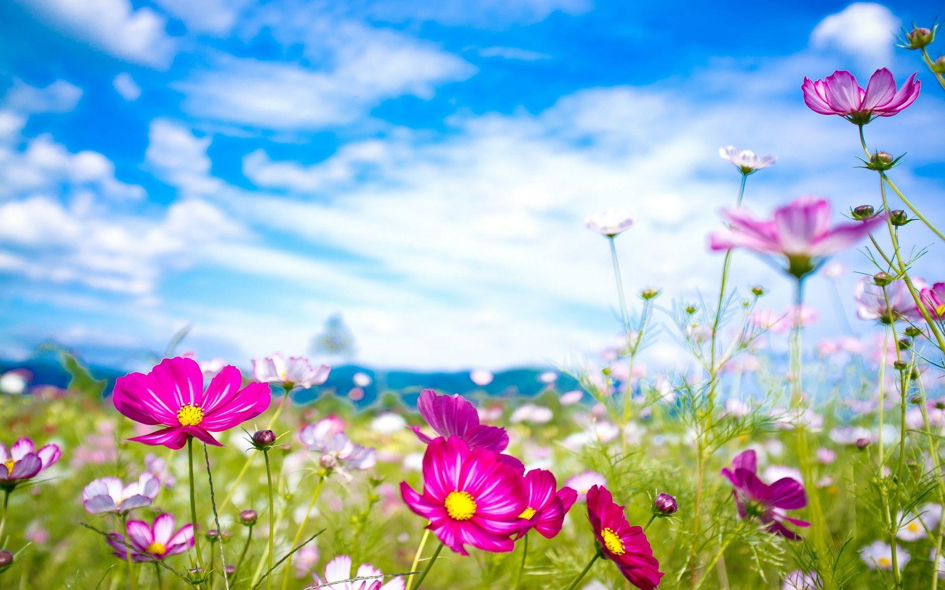 3y45: Pink Flowers Summer HD Wallpaper Widescreen ImageBank.biz