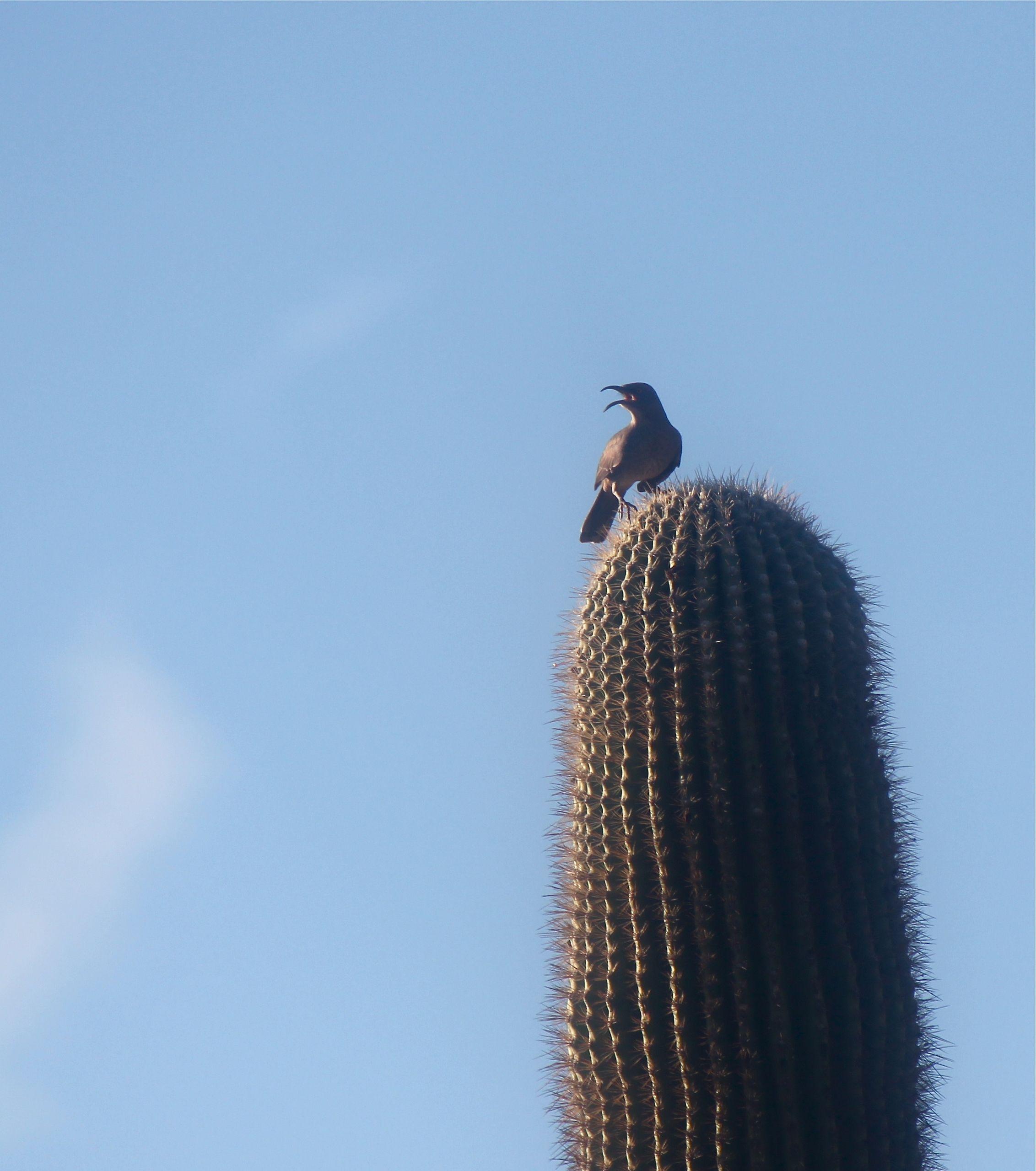 Wild Birds Image Curve Billed Thrasher. HD Wallpaper And Background
