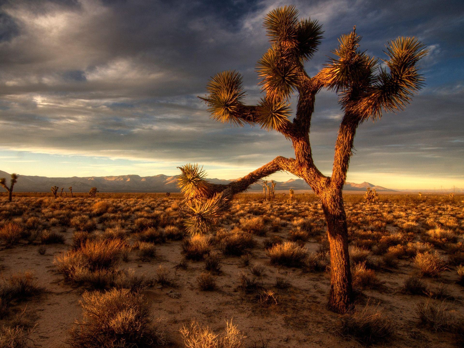 Download Joshua Tree Computer Wallpaper 53125 1920x1440 px High