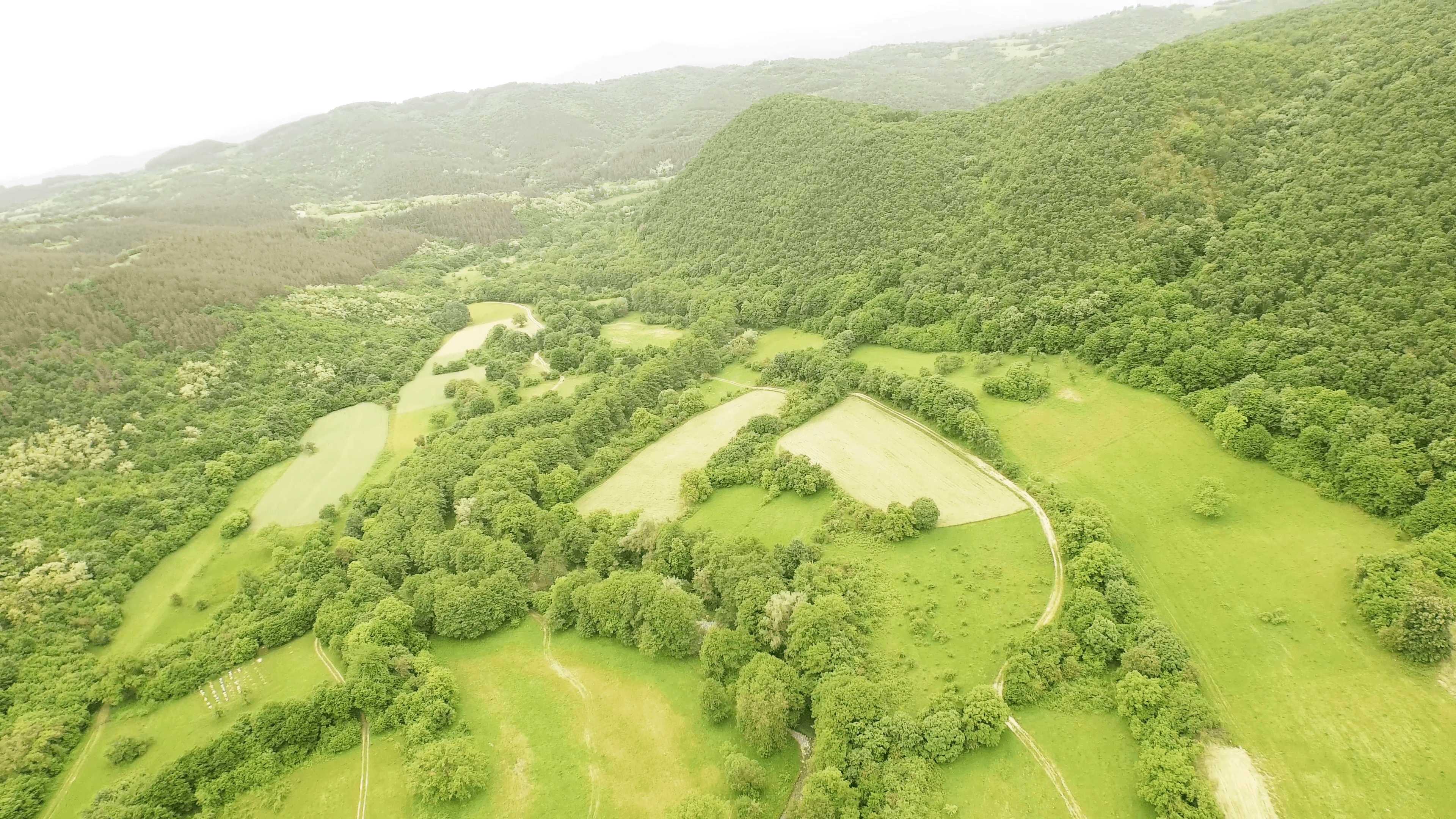 Aerial Cow Grass Summer Background Landscape Tree Meadow Green Sunny