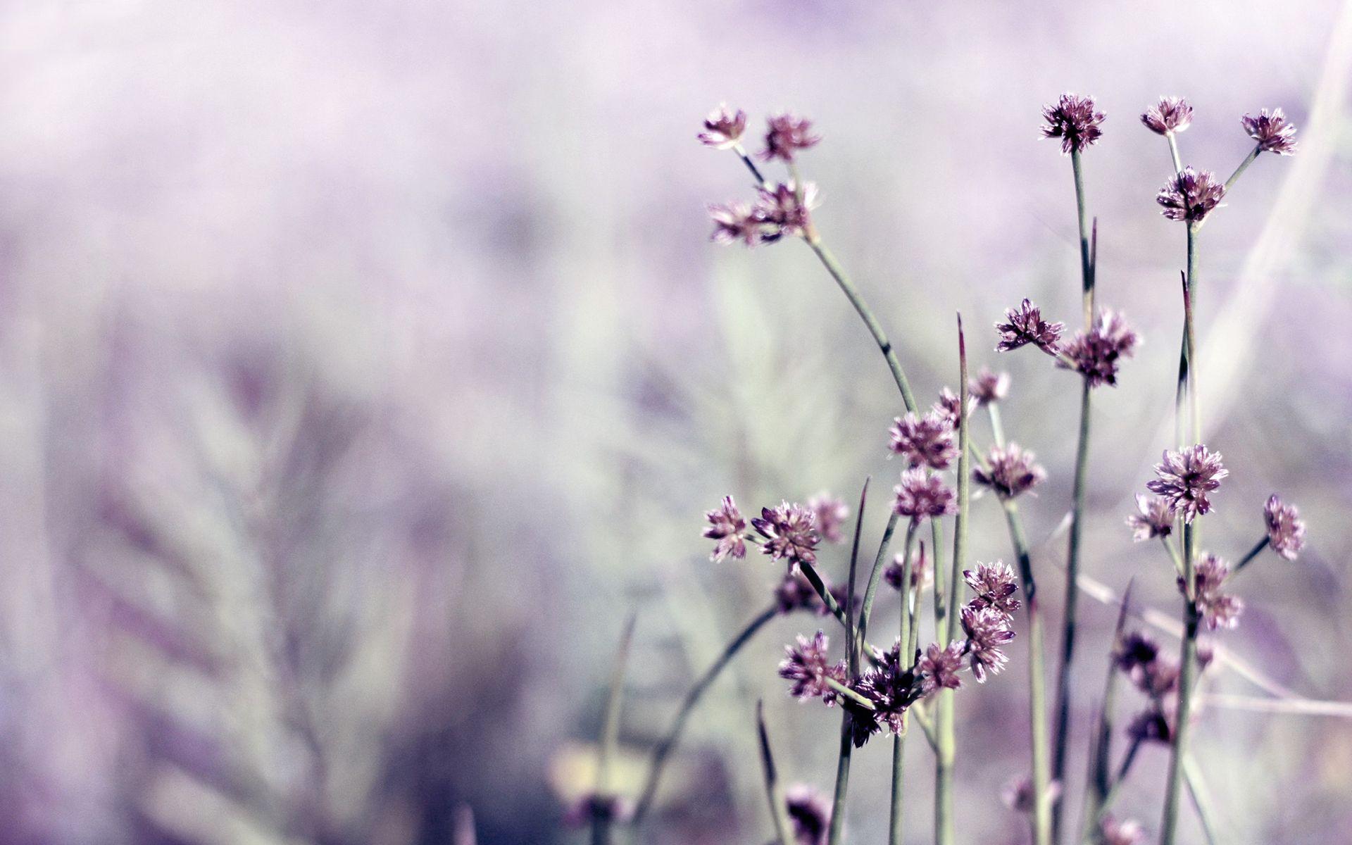 Daily Wallpaper: Little Purple Flowers. I Like To Waste My Time