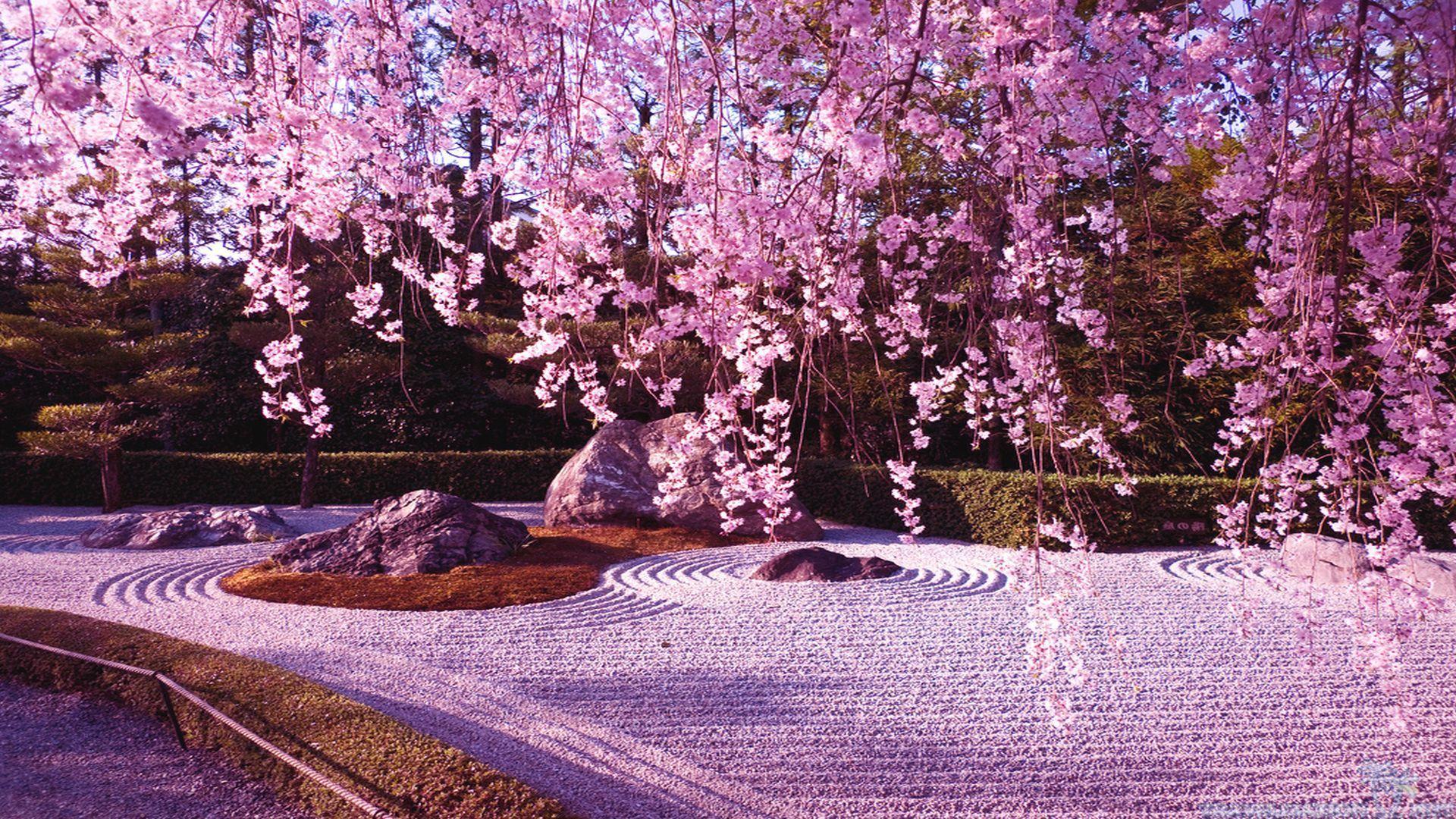 Cherry Blossom Tree Wallpaper 08 - [1920x1080]