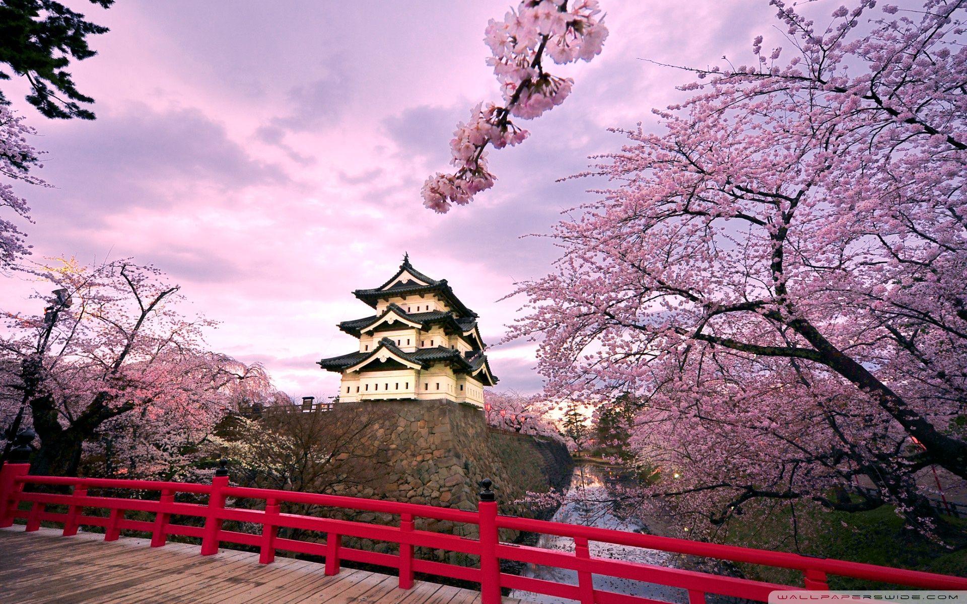 Cherry Blossoms, Japan ❤ 4K HD Desktop Wallpaper for 4K Ultra HD TV