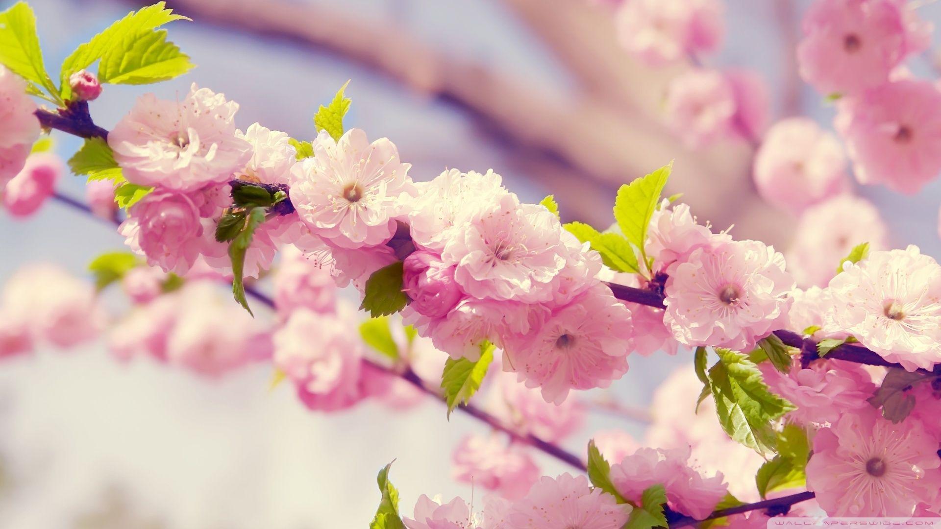 Download Japanese Cherry Tree Wallpaper 1920x1080