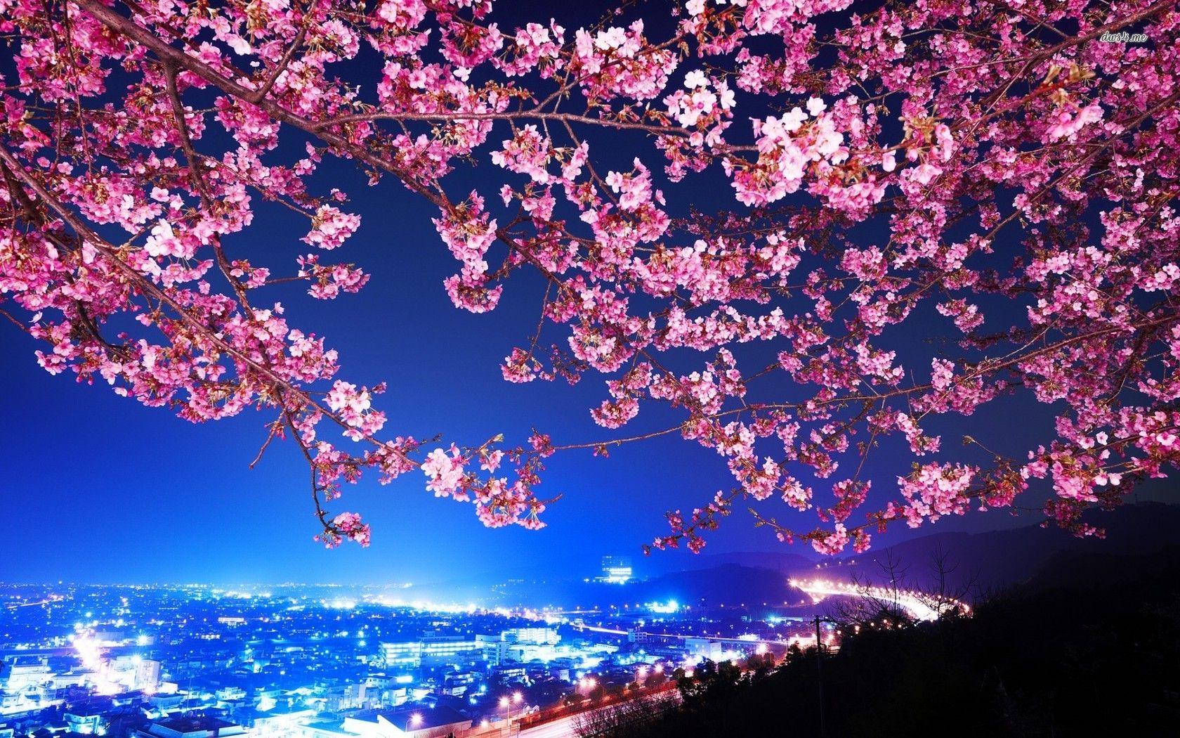Cherry Blossom Tree At Night HD Wallpaper, Background Image