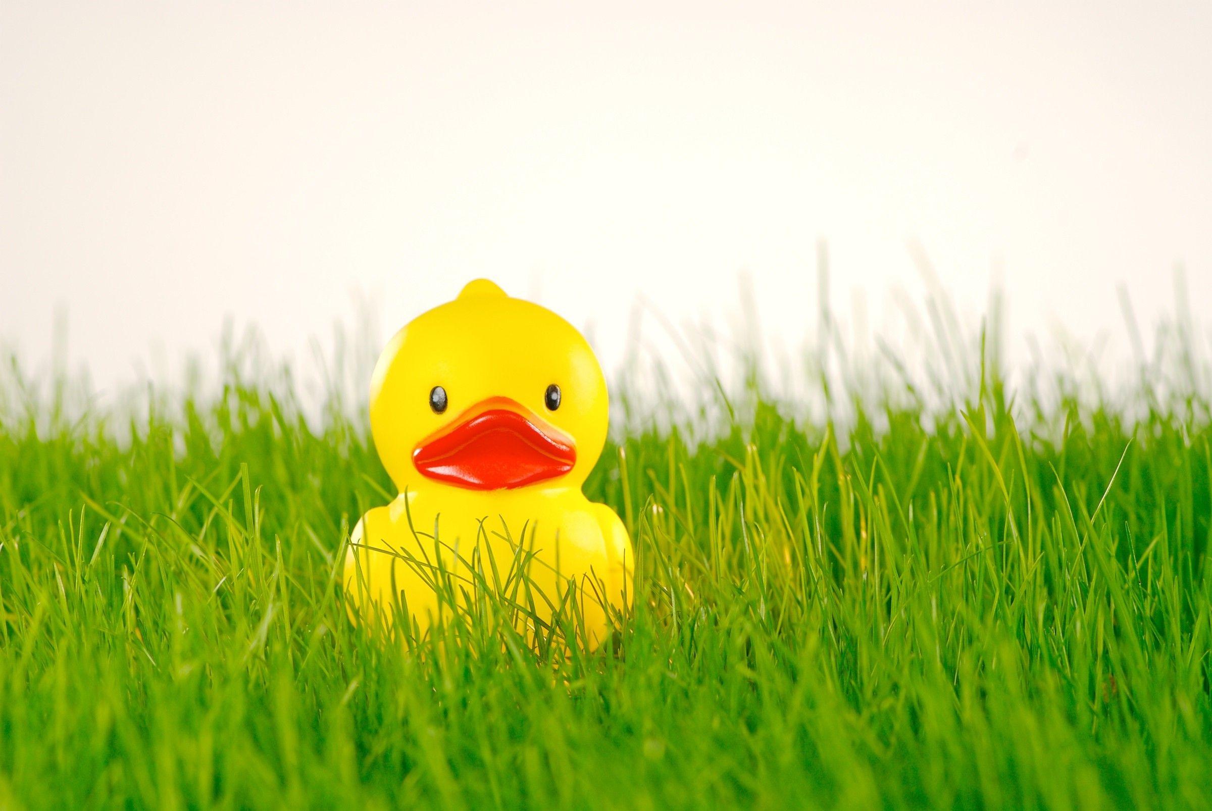 Rubber duck on grass wallpaper. PC